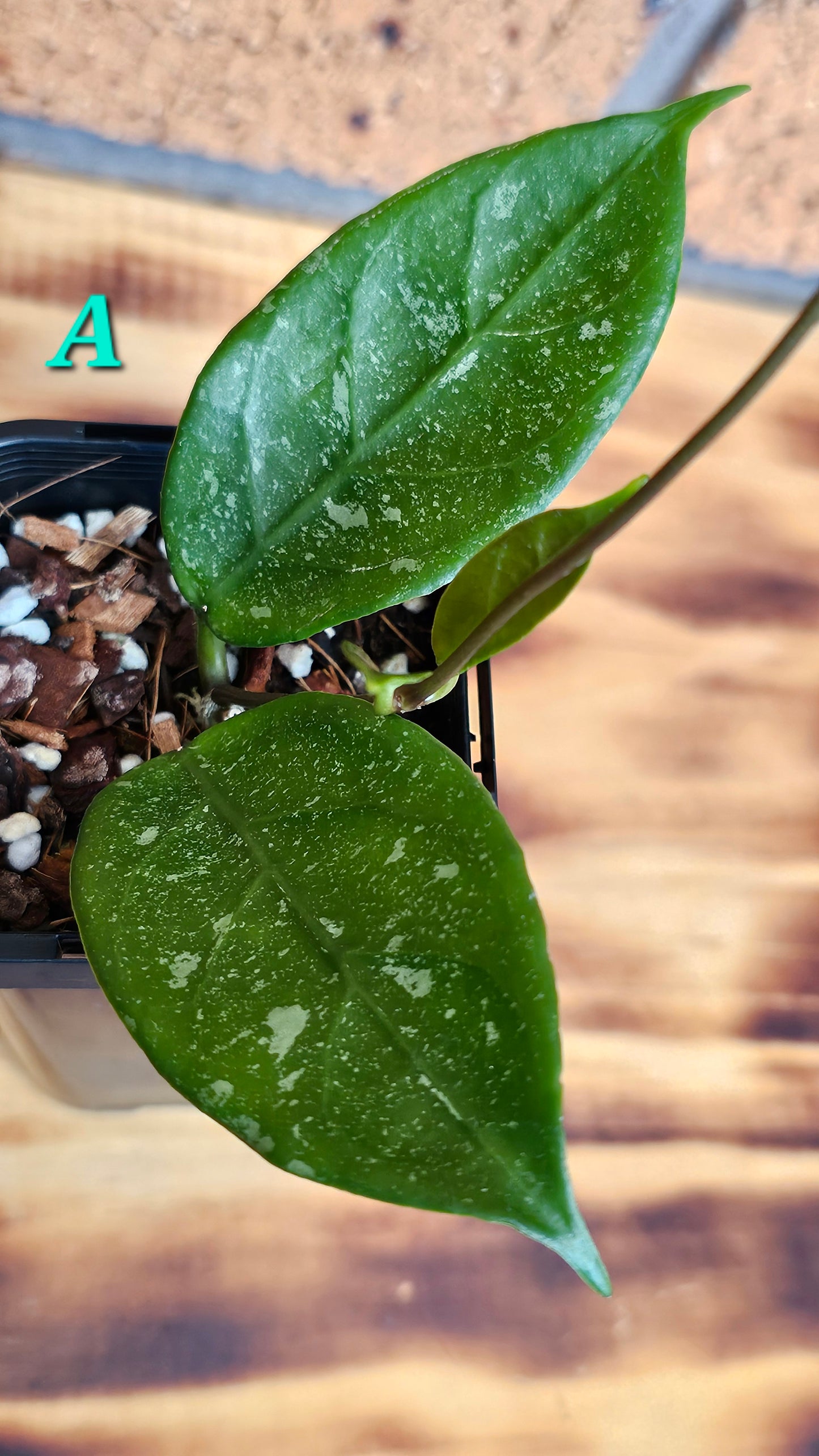 💥💫 Hoya lai chau 'Splash'💫💥