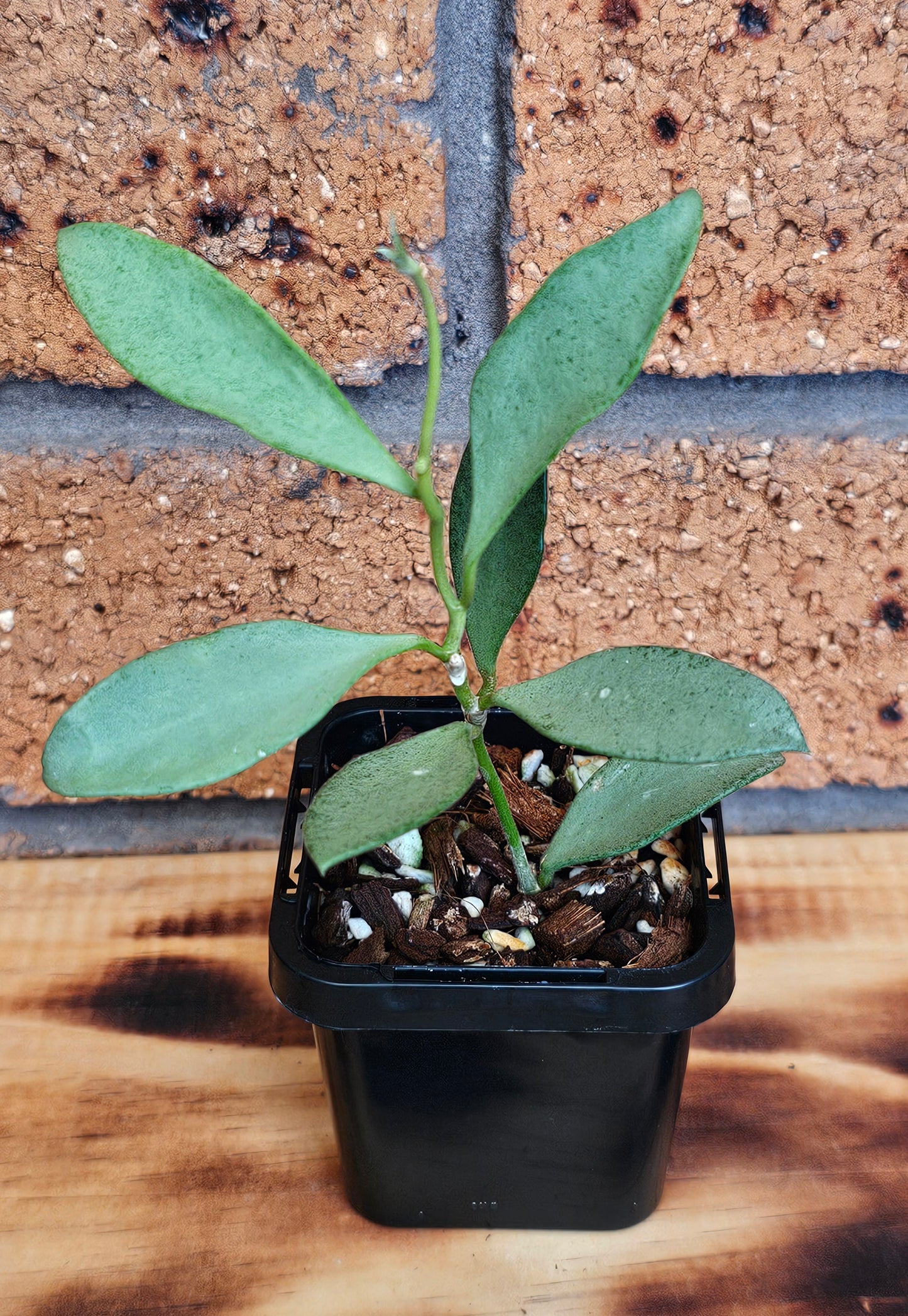 💥💫Hoya nummularioides 'Silver'💫💥