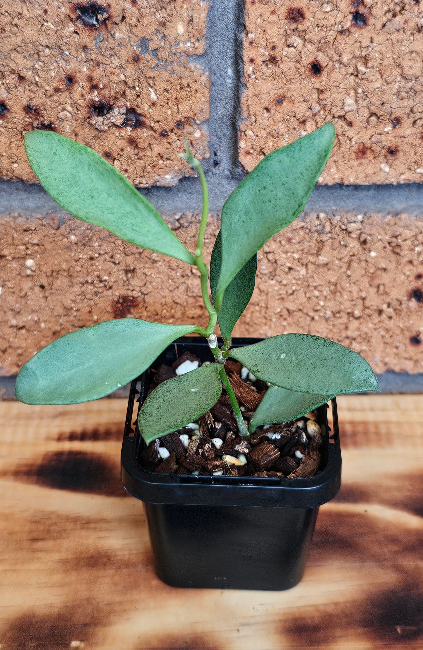 💥💫Hoya nummularioides 'Silver'💫💥