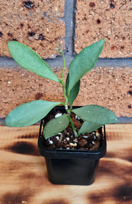 💥💫Hoya nummularioides 'Silver'💫💥