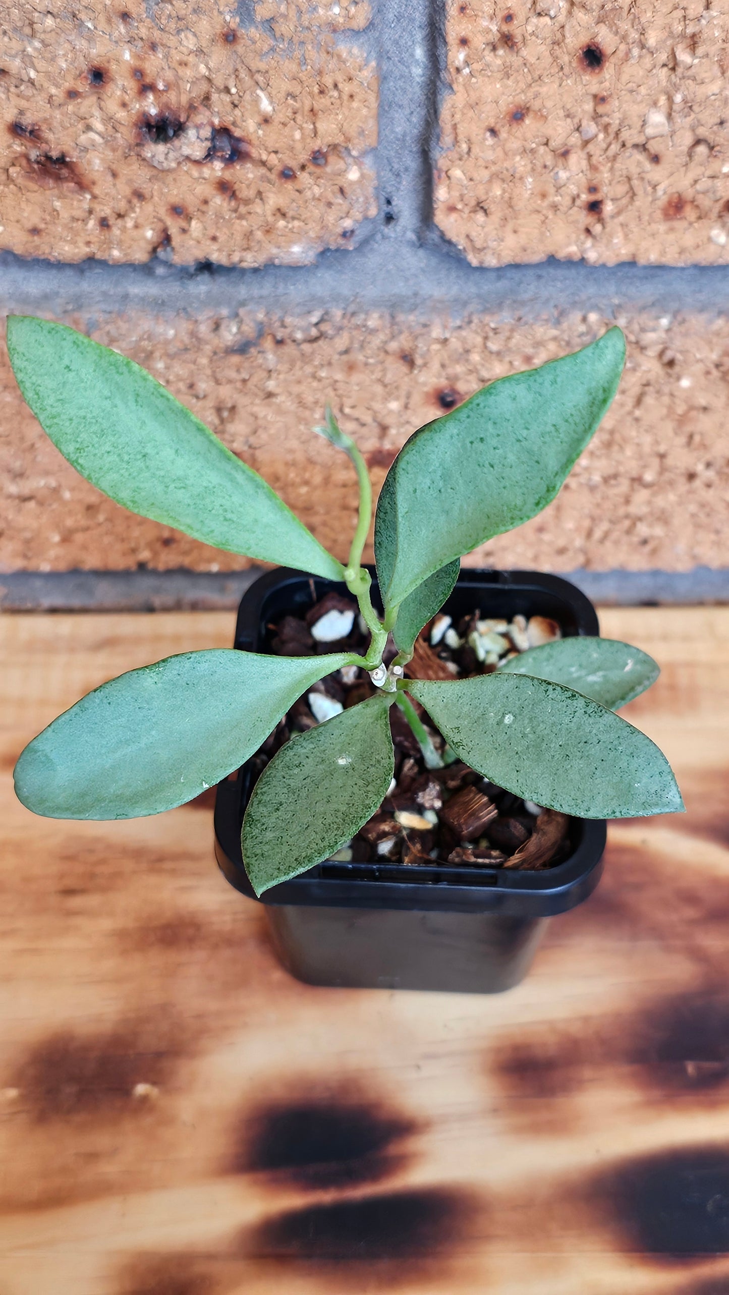 💥💫Hoya nummularioides 'Silver'💫💥