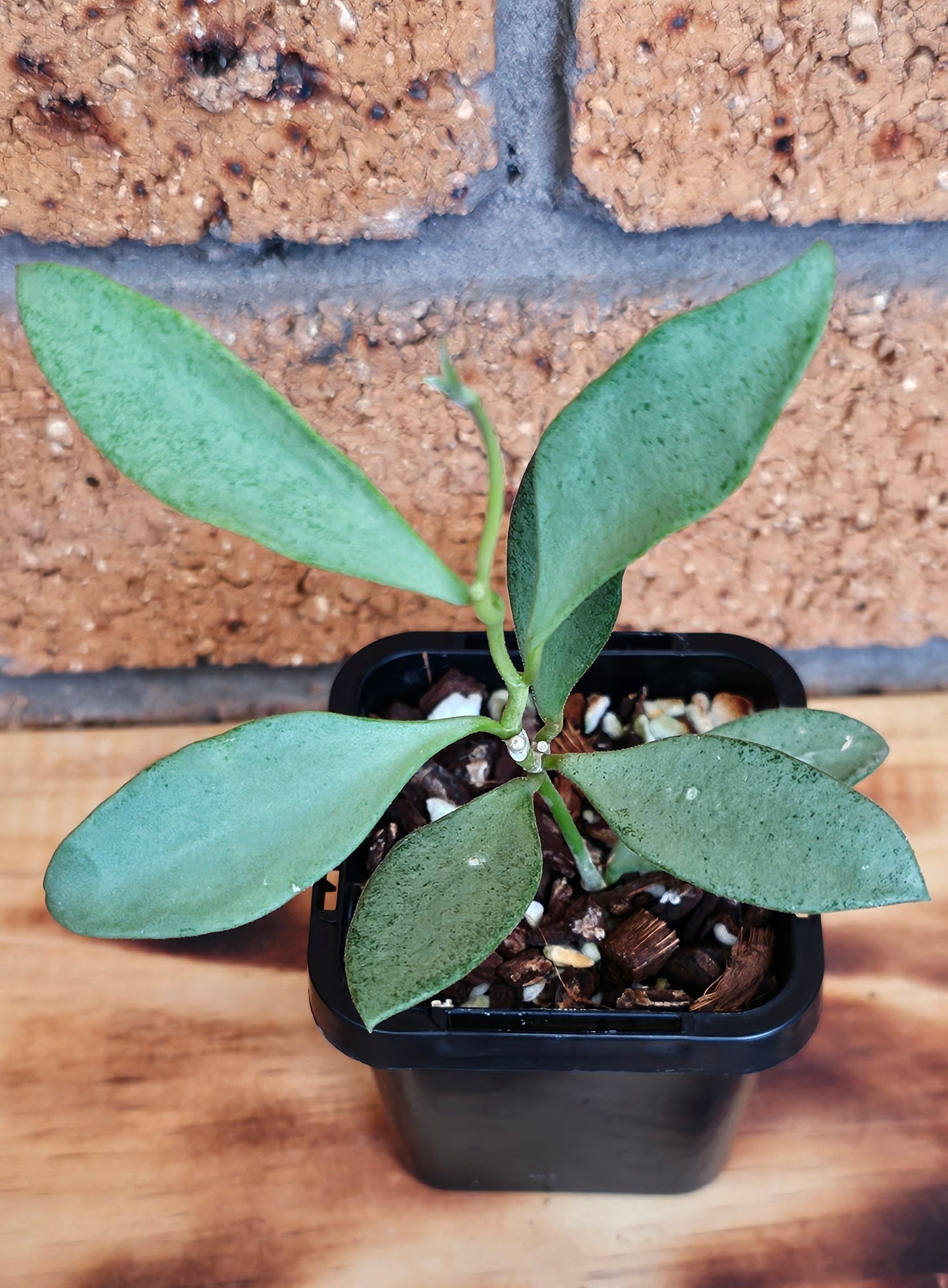 💥💫Hoya nummularioides 'Silver'💫💥