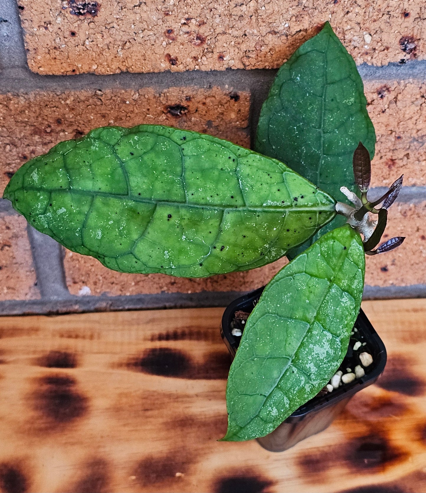💥Hoya peninsularis (Lata iskandar)💥
