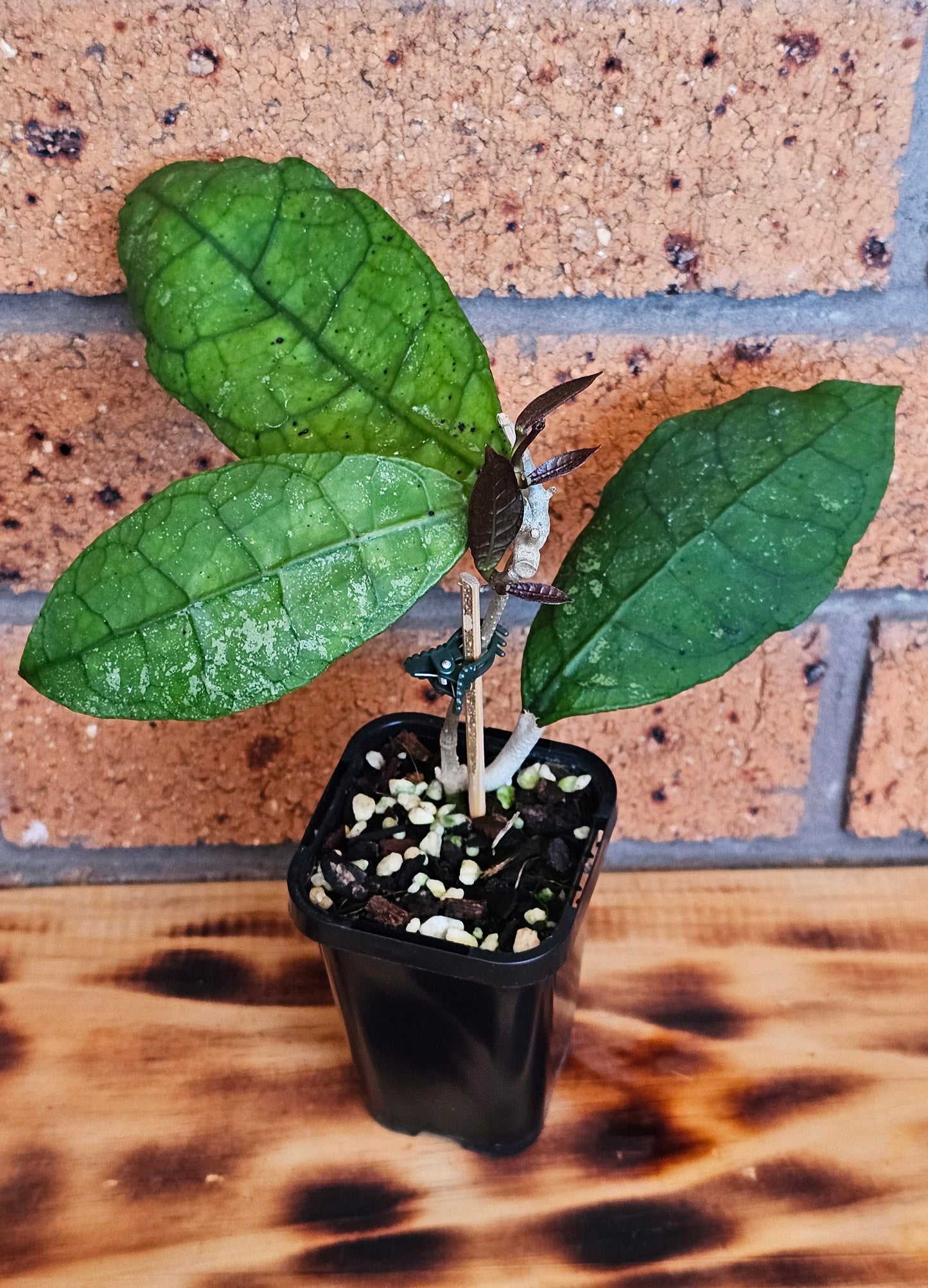 💥Hoya peninsularis (Lata iskandar)💥