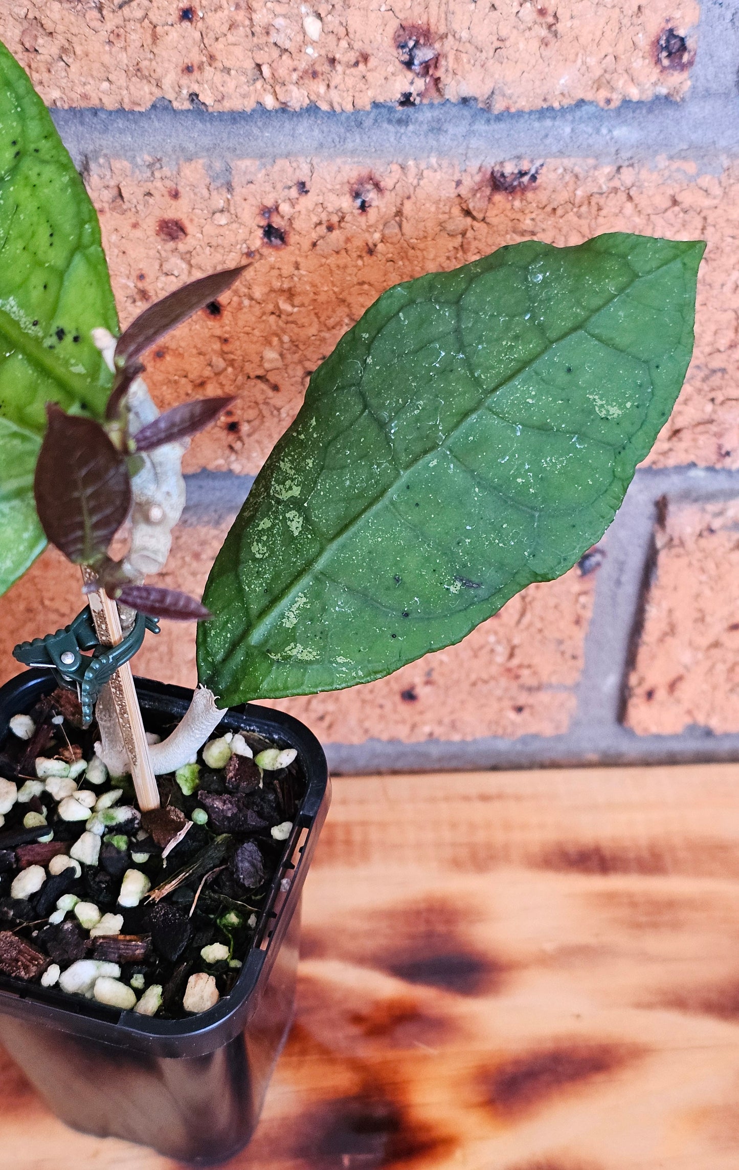 💥Hoya peninsularis (Lata iskandar)💥