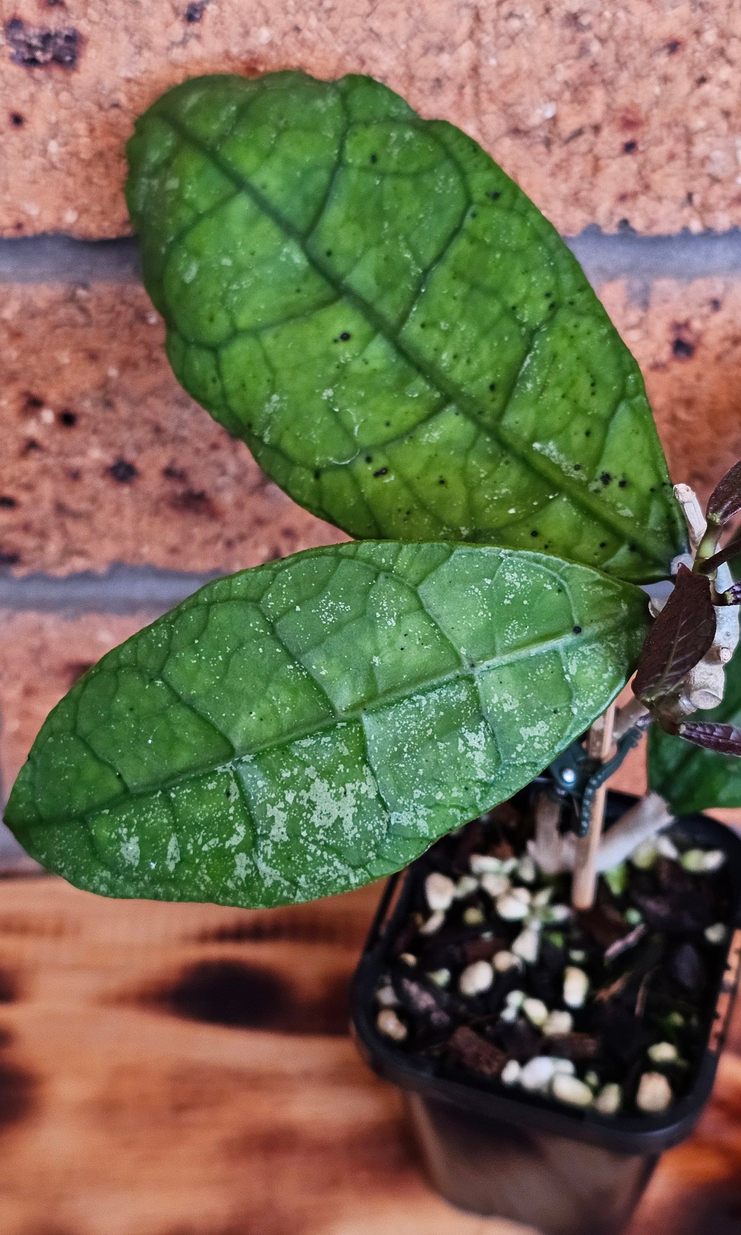 💥Hoya peninsularis (Lata iskandar)💥