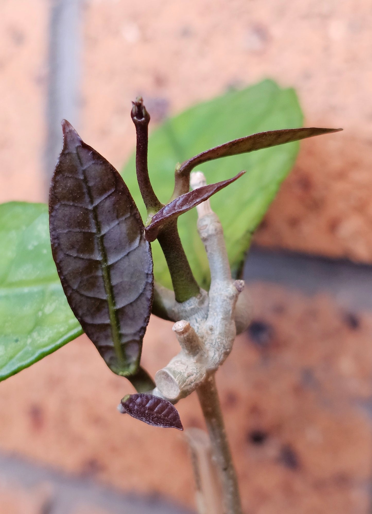 💥Hoya peninsularis (Lata iskandar)💥