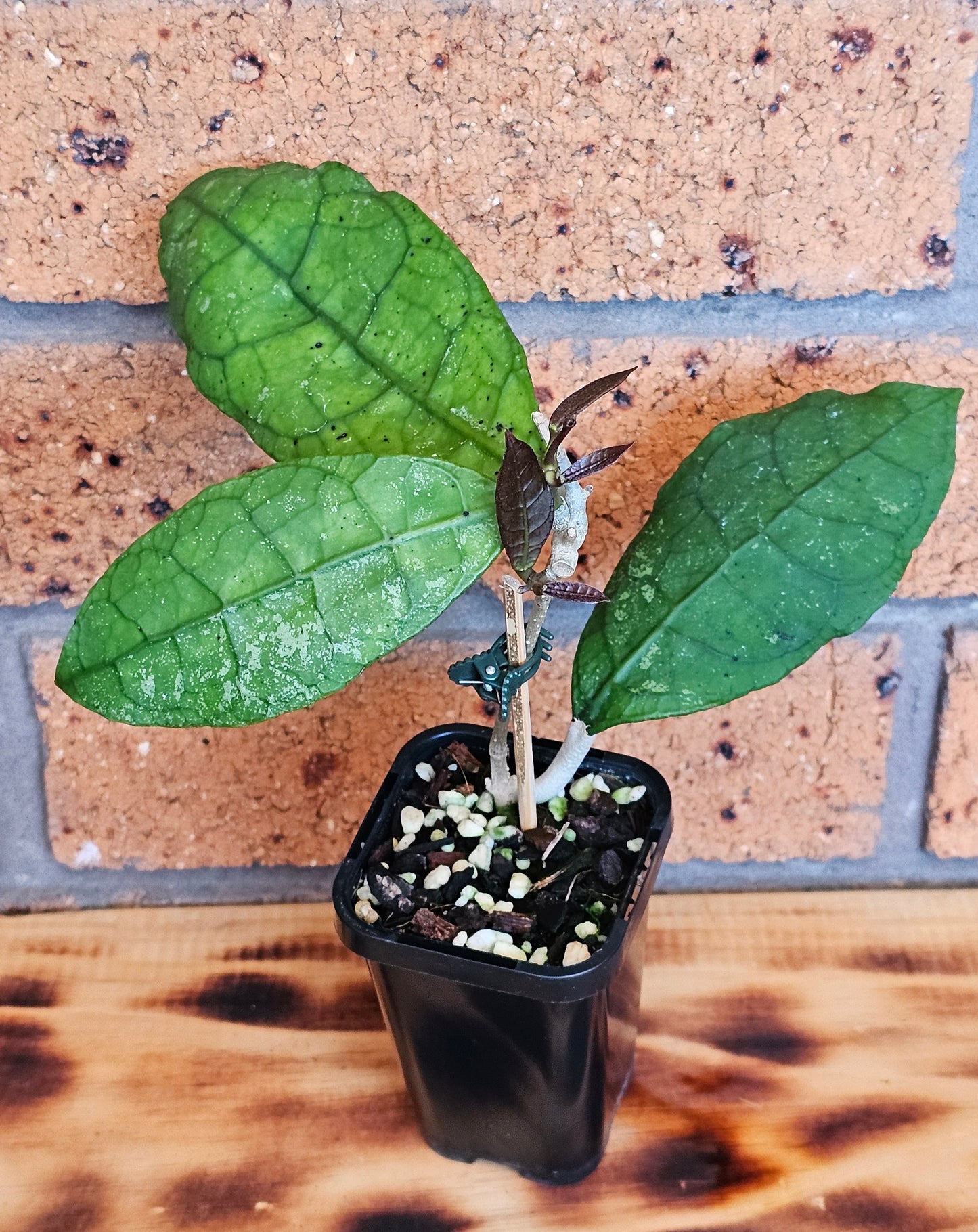 💥Hoya peninsularis (Lata iskandar)💥