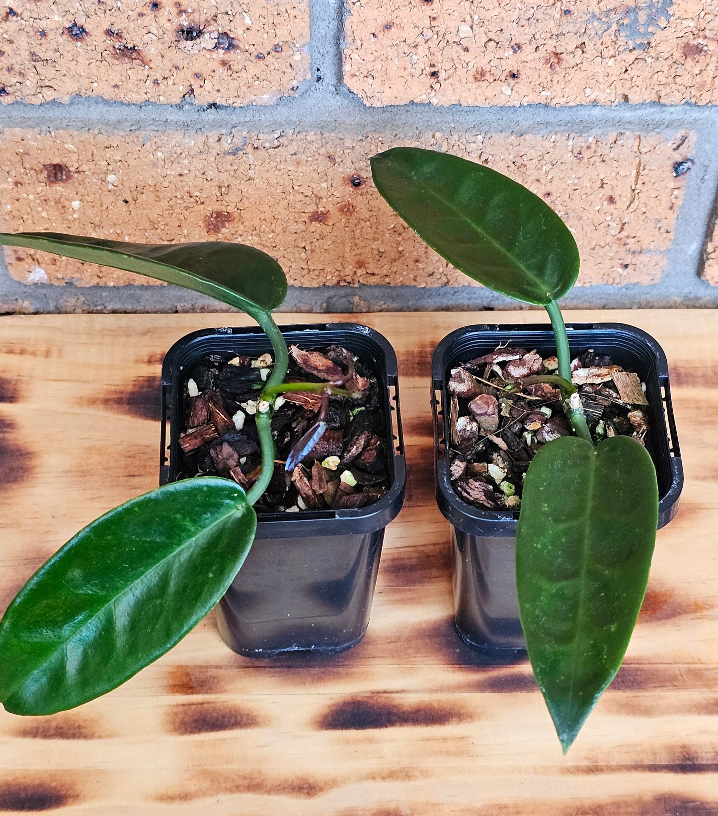 Hoya archboldiana (Unknown Flower Colour)