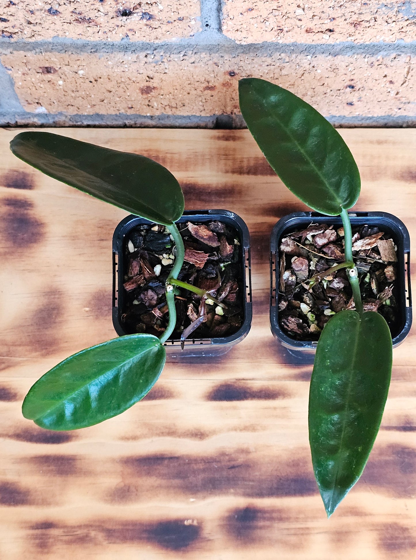 Hoya archboldiana (Unknown Flower Colour)