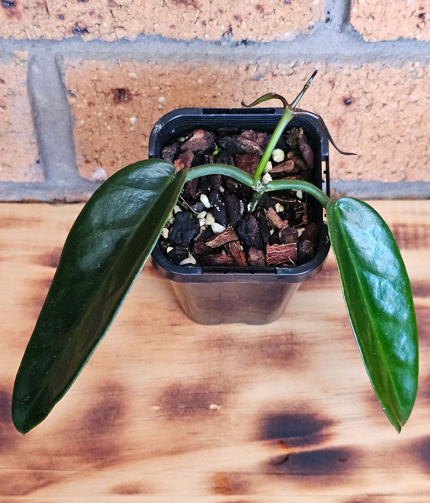 Hoya archboldiana (Unknown Flower Colour)