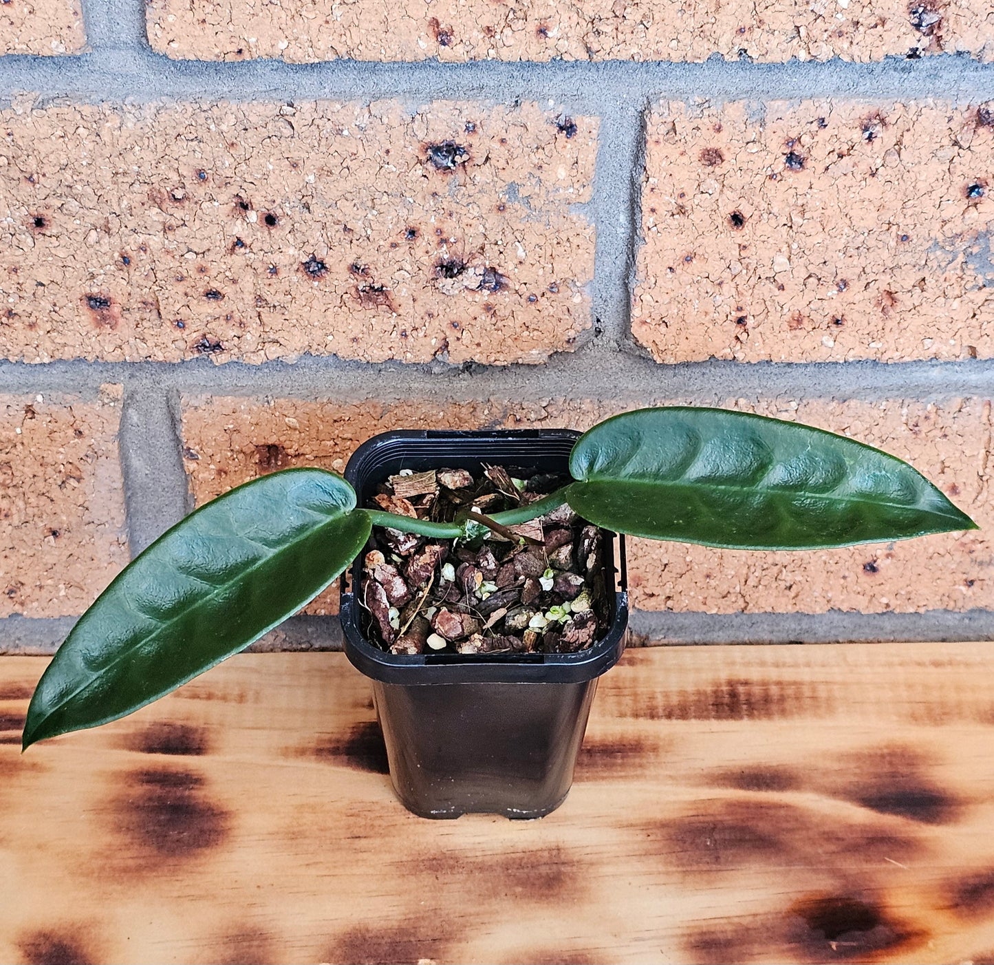 Hoya archboldiana (Unknown Flower Colour)