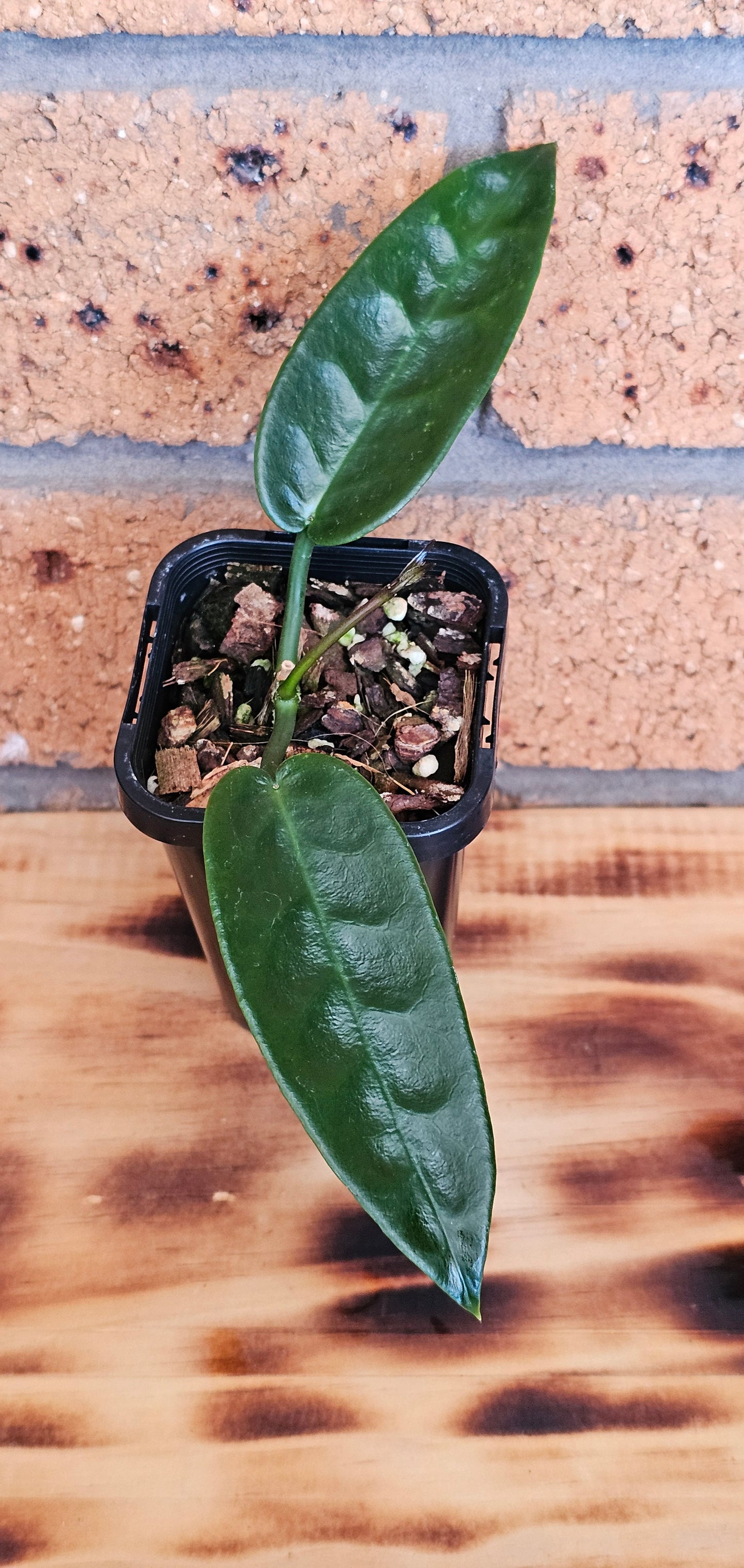 Hoya archboldiana (Unknown Flower Colour)