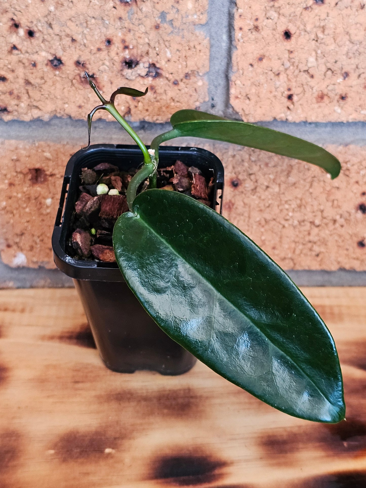 Hoya archboldiana (Unknown Flower Colour)
