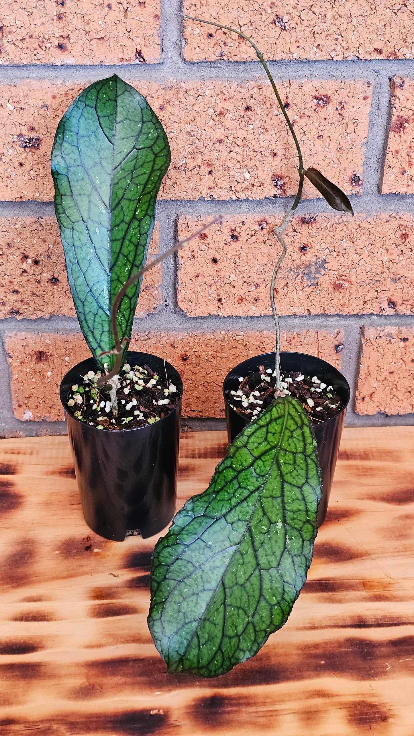 💥Hoya sp. Lampung💥