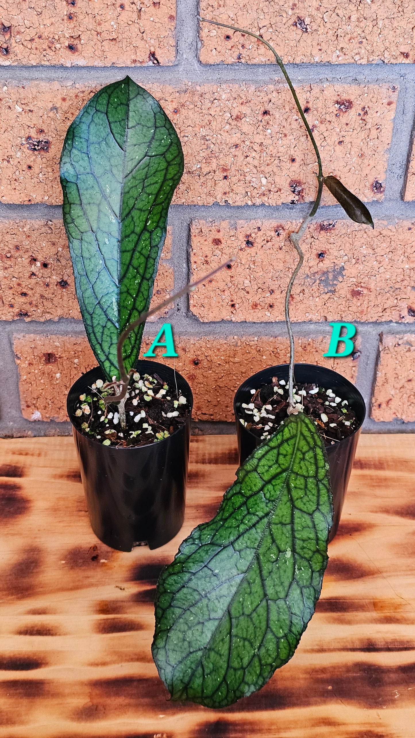 💥Hoya sp. Lampung💥