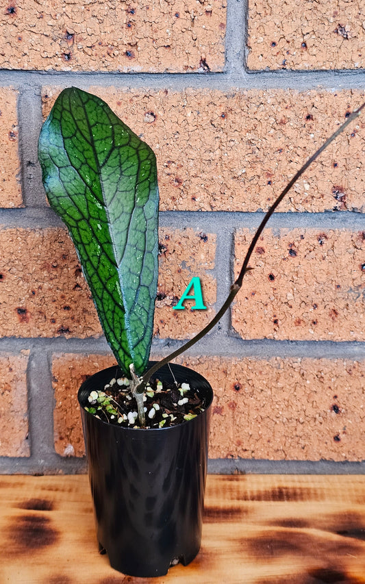 💥Hoya sp. Lampung💥