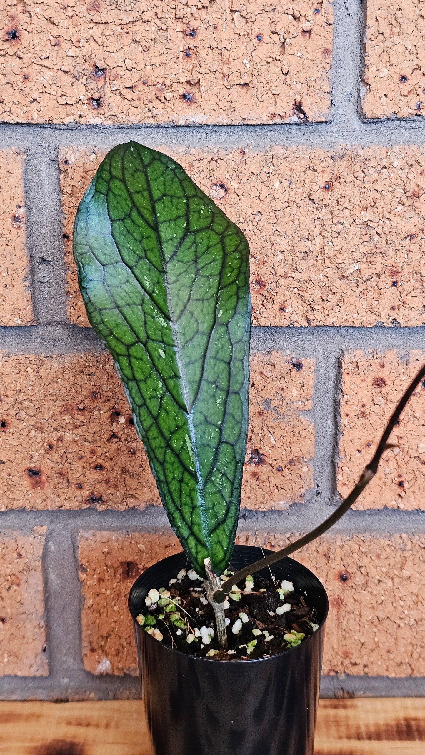 💥Hoya sp. Lampung💥