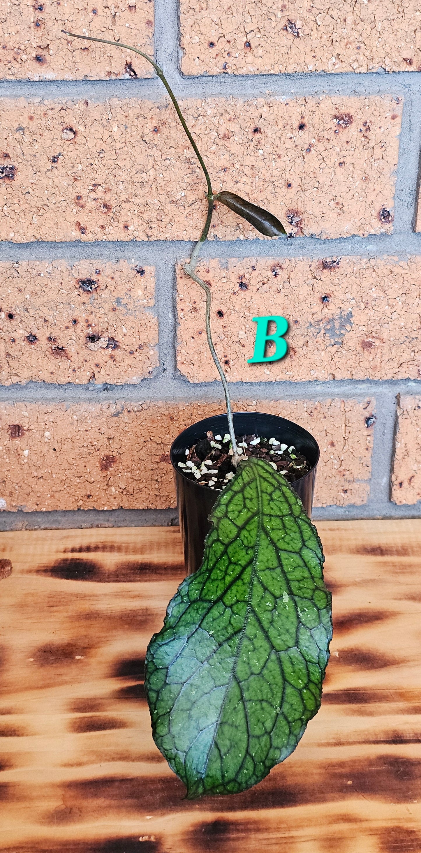 💥Hoya sp. Lampung💥