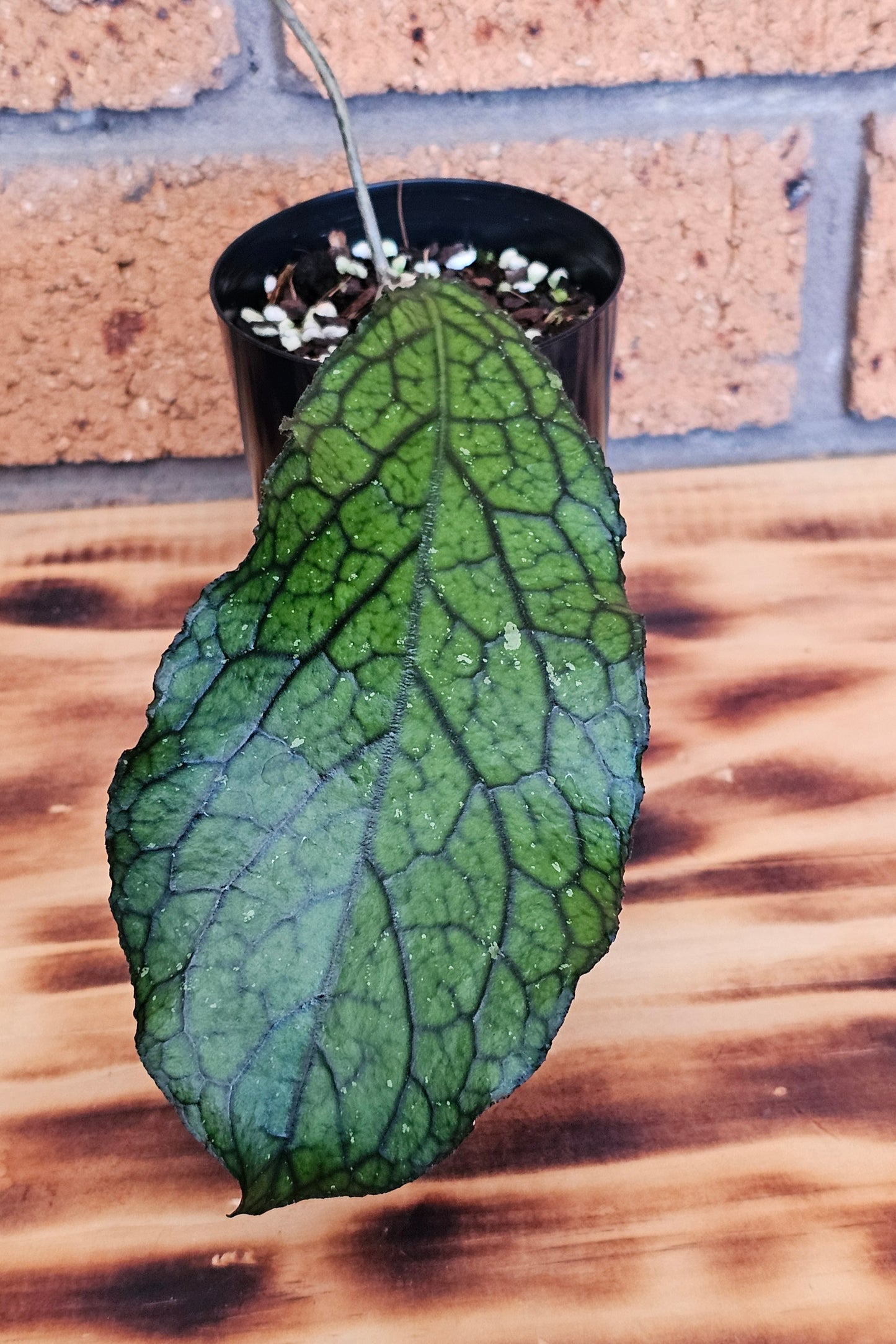 💥Hoya sp. Lampung💥