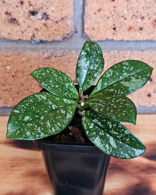 Hoya crassipetiolata 'Splash'