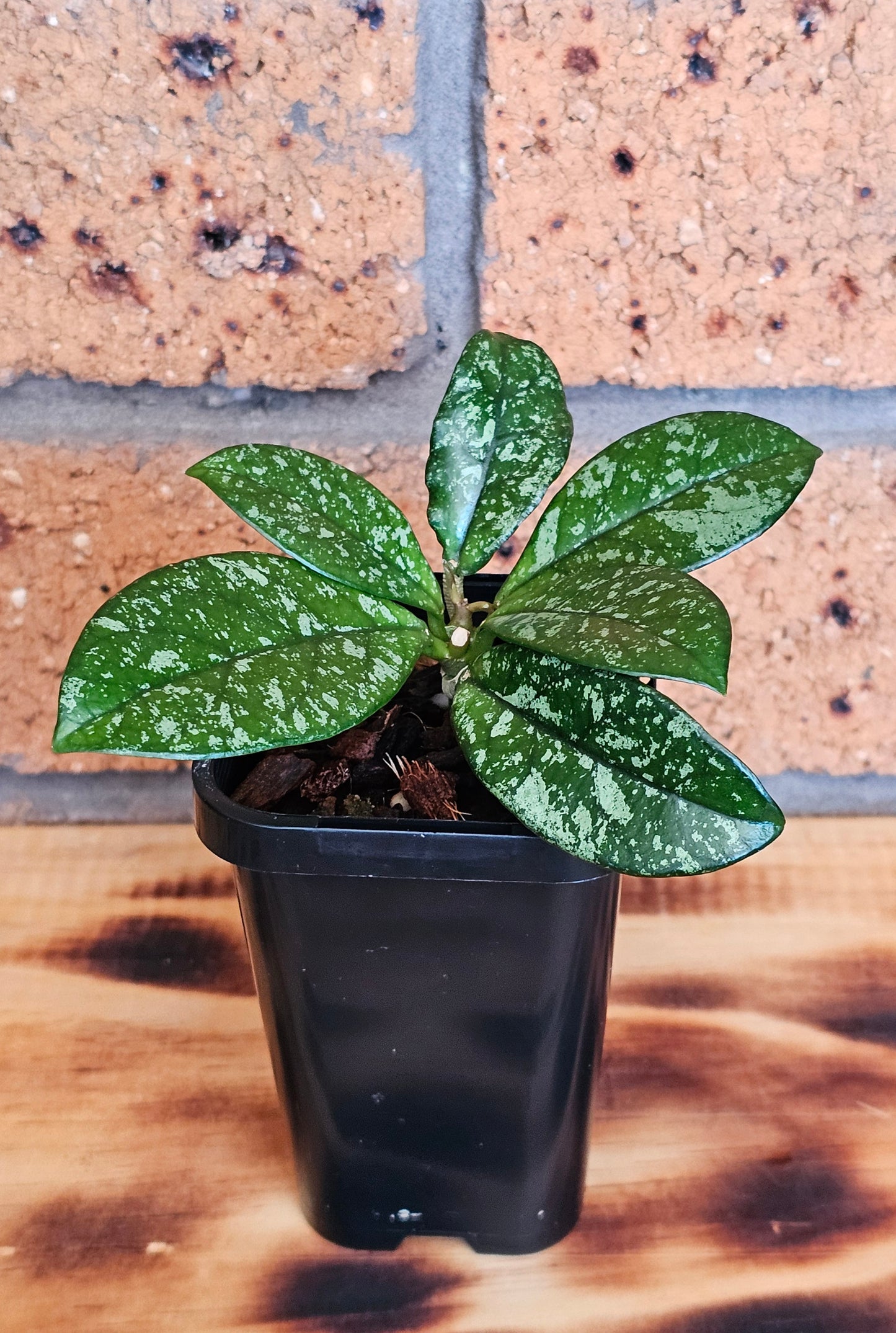 Hoya crassipetiolata 'Splash'