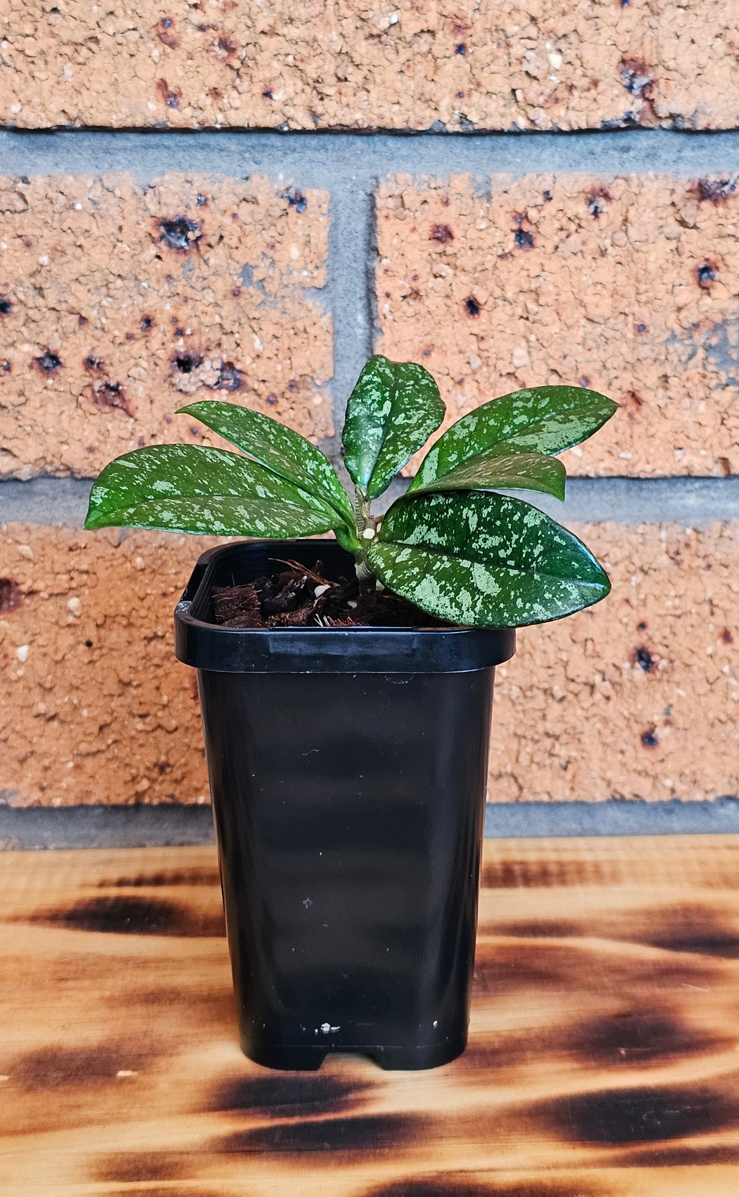 Hoya crassipetiolata 'Splash'