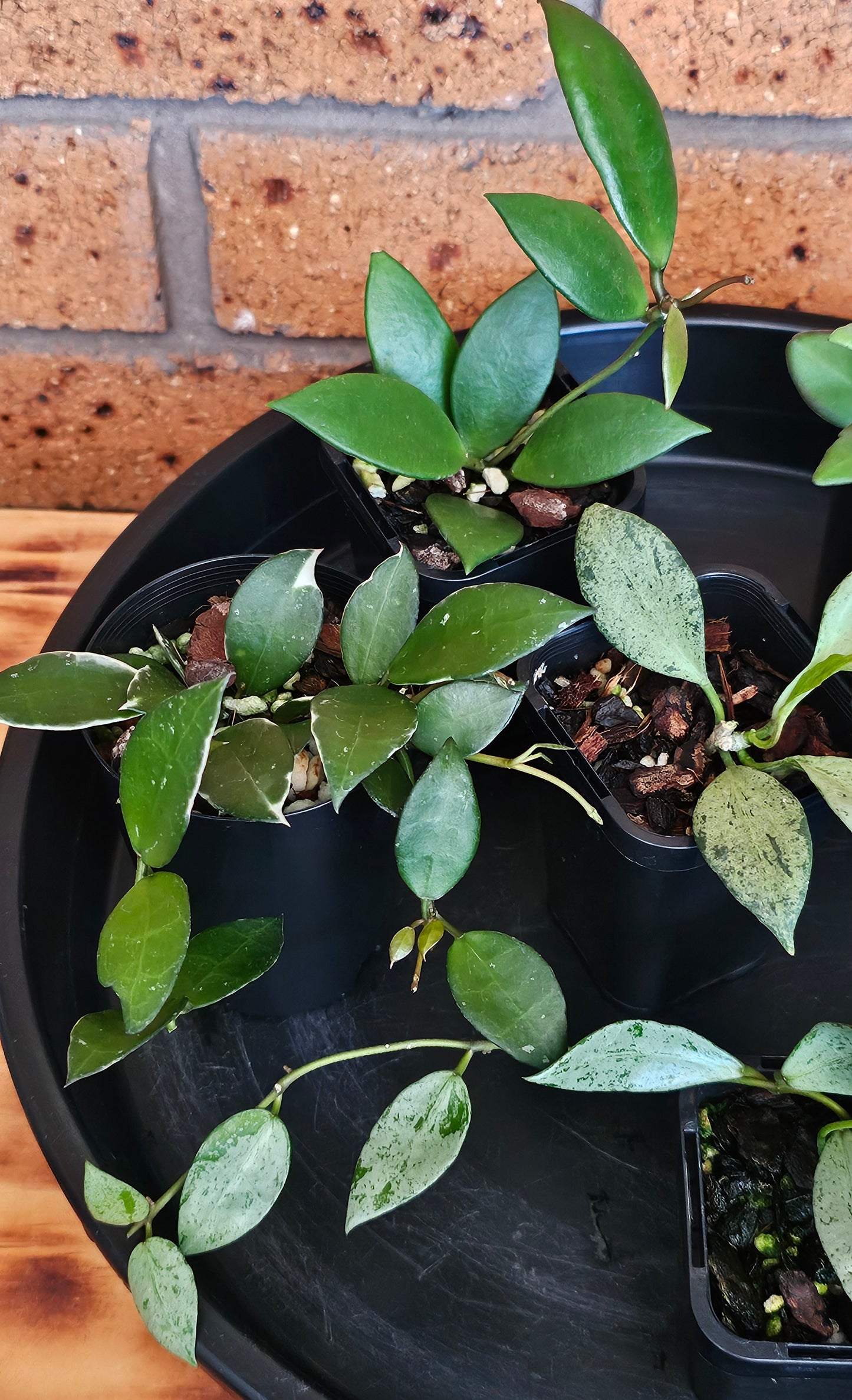 🌿🌸Hoya Spring Bundle Pack🌸🌿