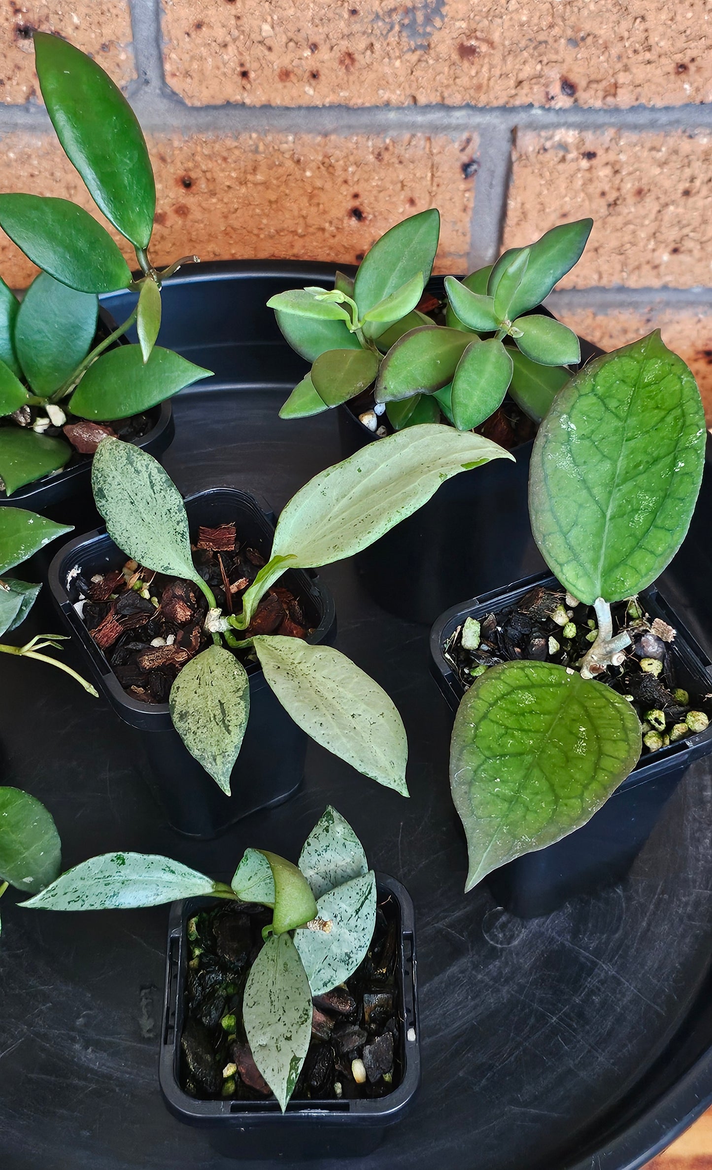 🌿🌸Hoya Spring Bundle Pack🌸🌿