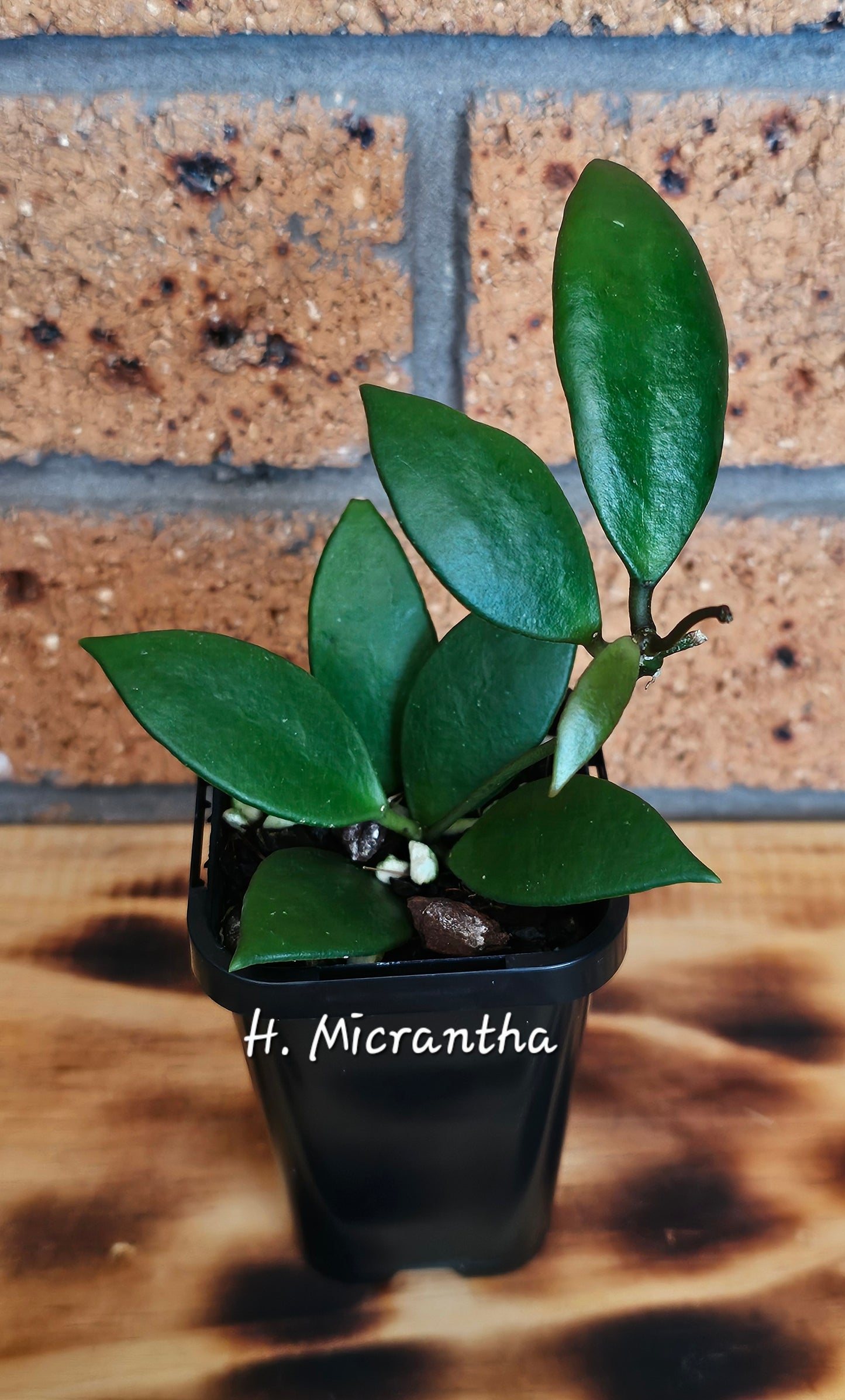 🌿🌸Hoya Spring Bundle Pack🌸🌿