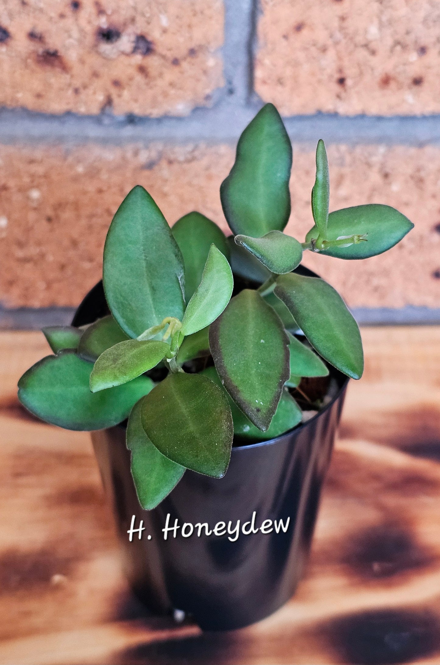 🌿🌸Hoya Spring Bundle Pack🌸🌿