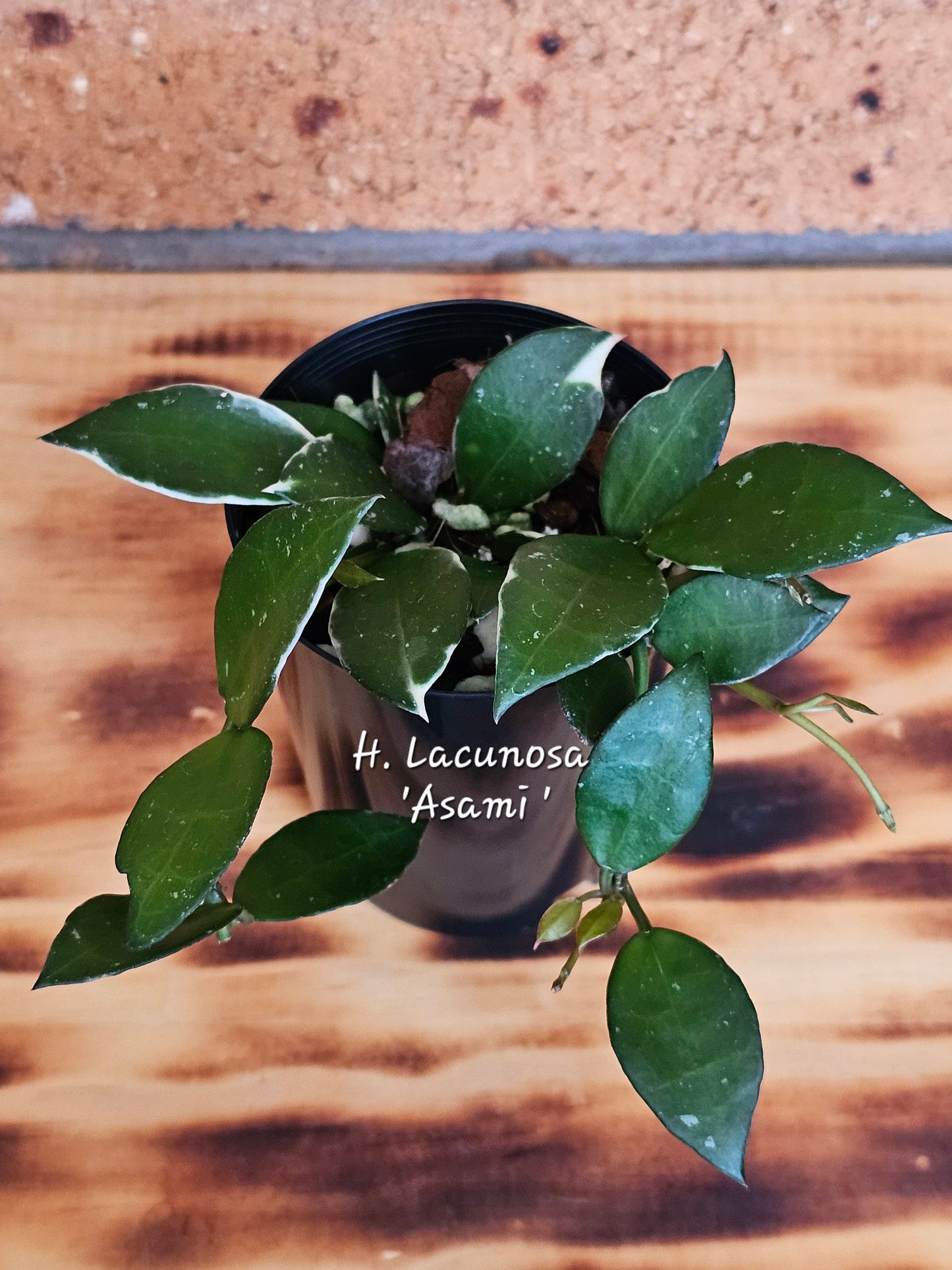 🌿🌸Hoya Spring Bundle Pack🌸🌿