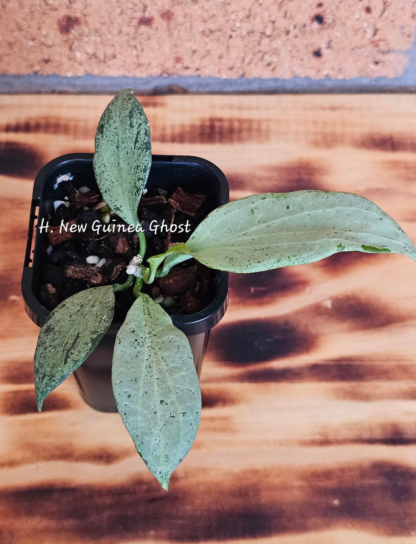 🌿🌸Hoya Spring Bundle Pack🌸🌿