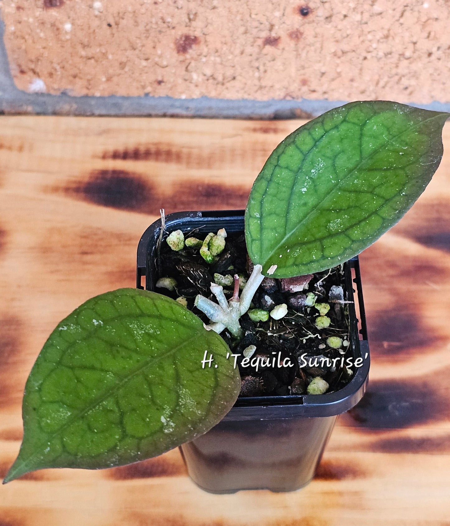 🌿🌸Hoya Spring Bundle Pack🌸🌿