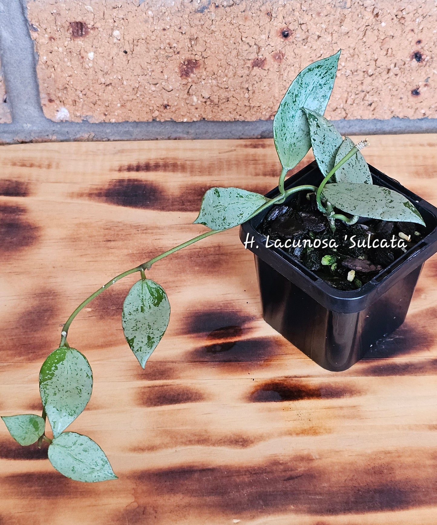 🌿🌸Hoya Spring Bundle Pack🌸🌿