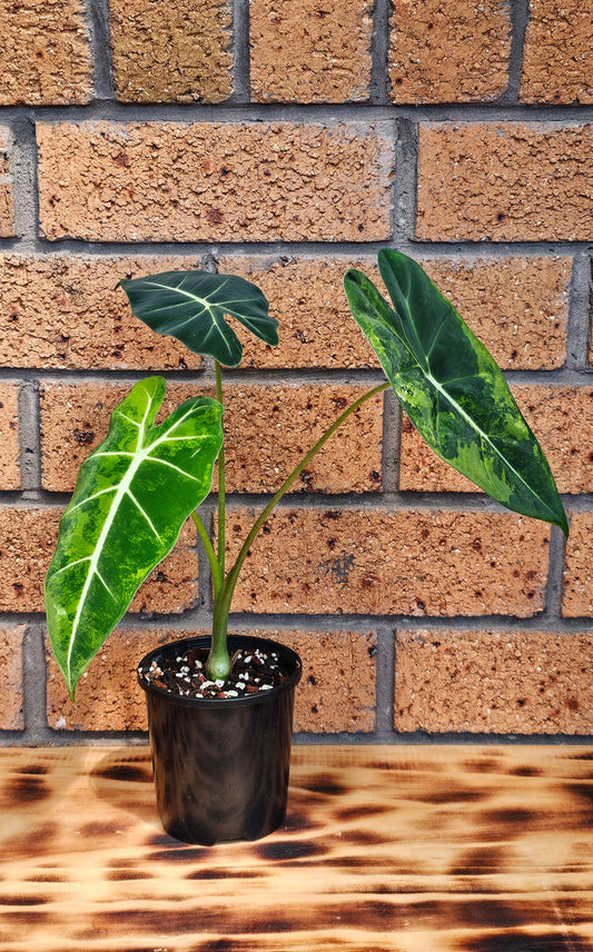 Alocasia frydek 'Aurea' or Green On Green