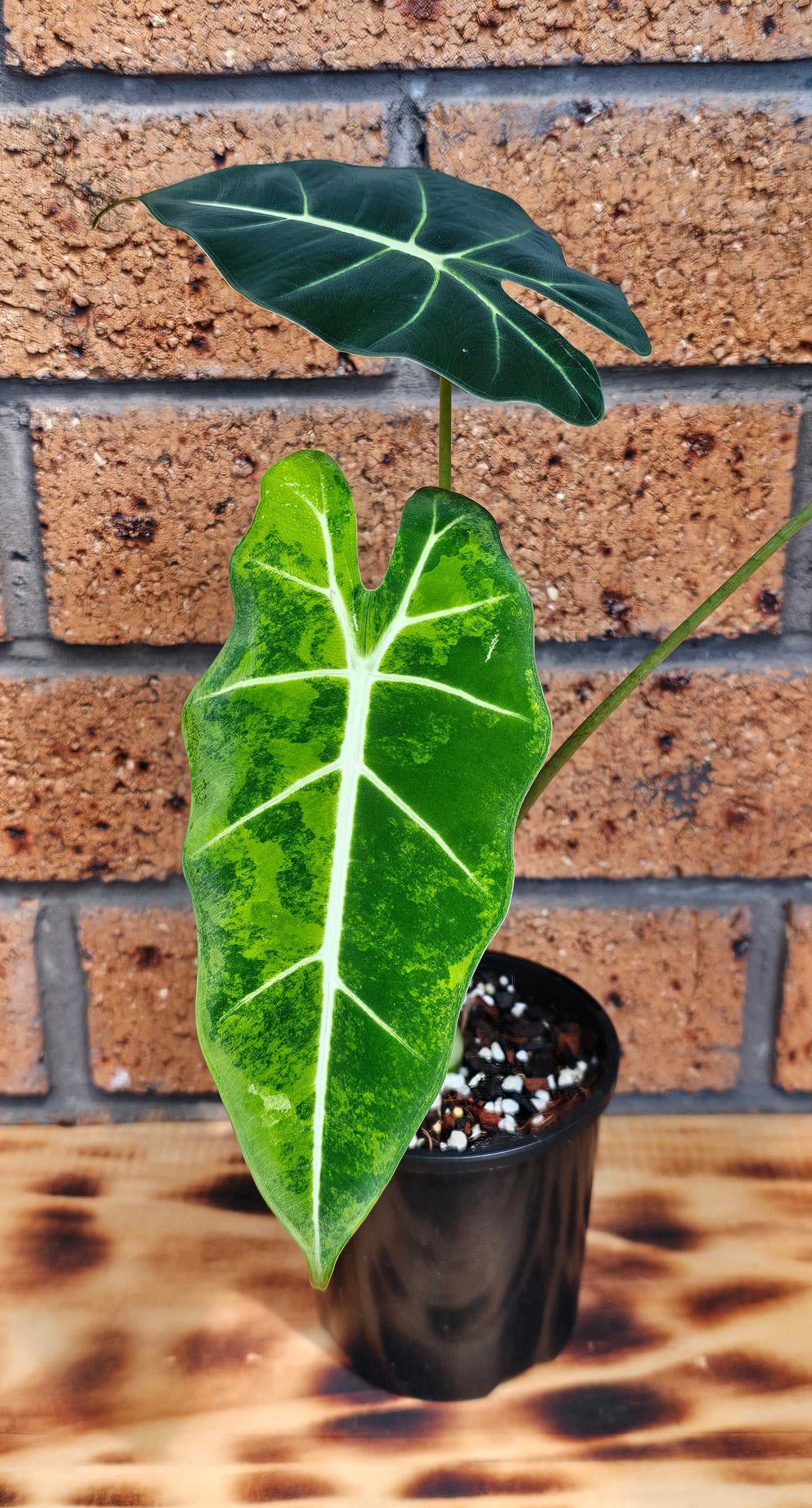 Alocasia frydek 'Aurea' or Green On Green