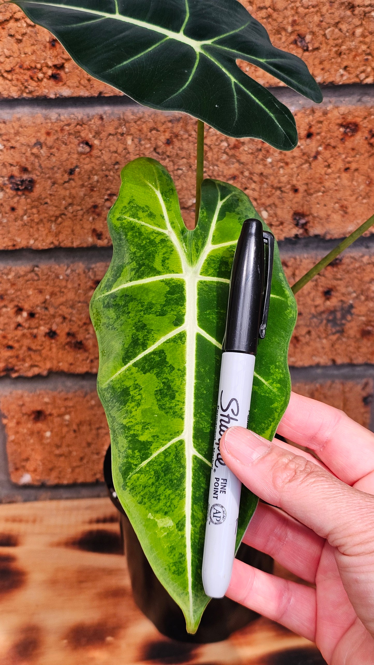 Alocasia frydek 'Aurea' or Green On Green