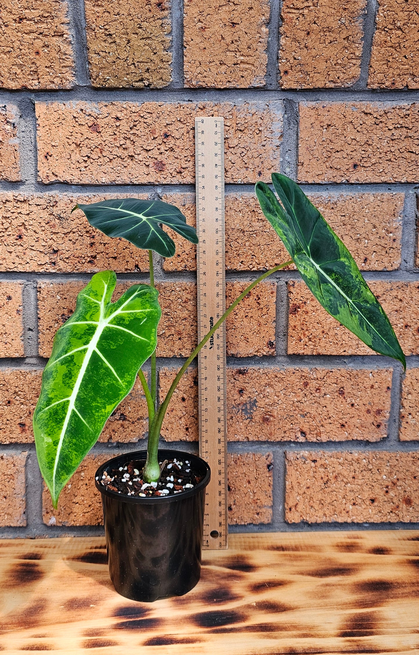 Alocasia frydek 'Aurea' or Green On Green