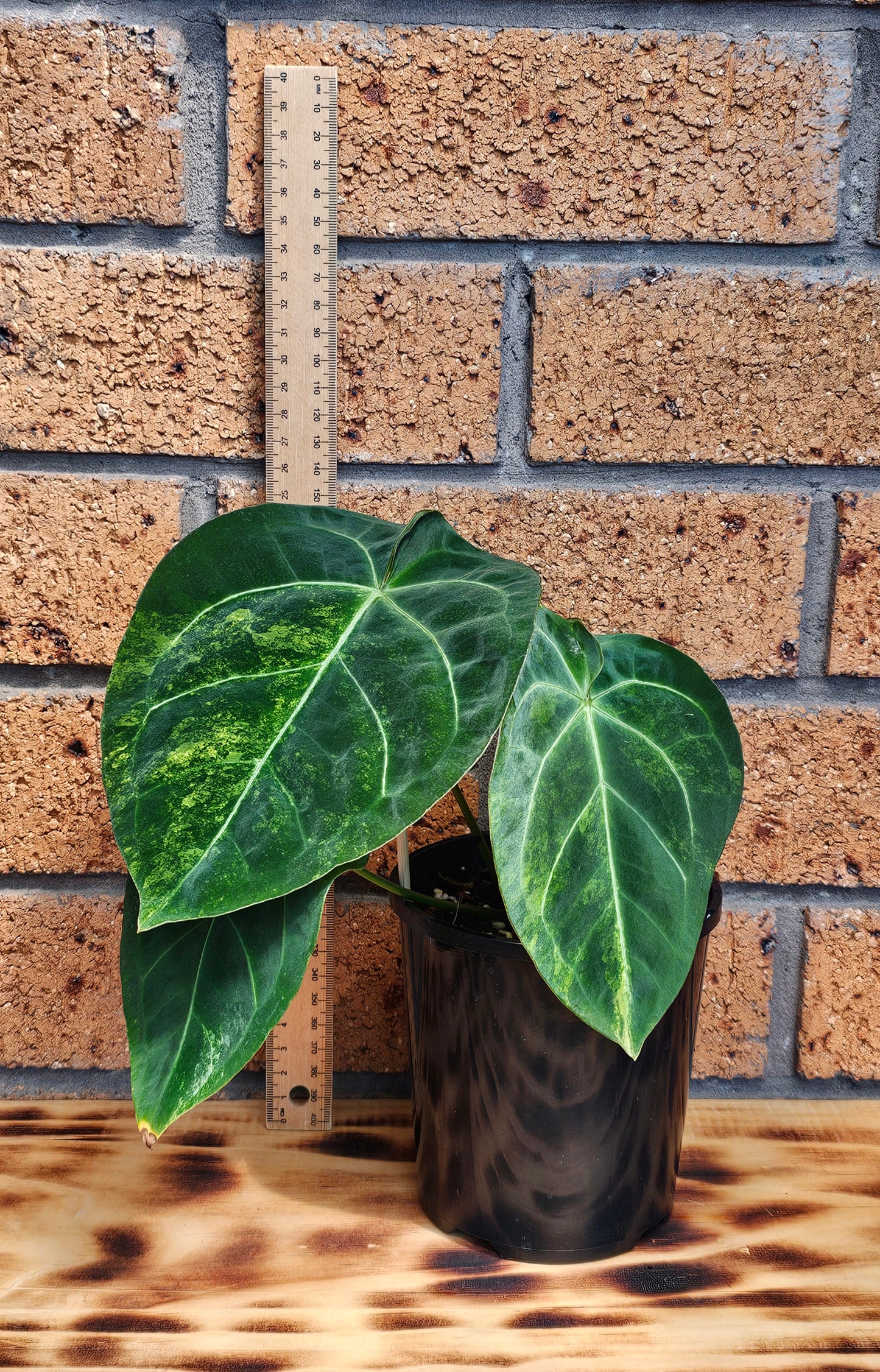 💫💥Variegated Anthurium forgetii x💥💫