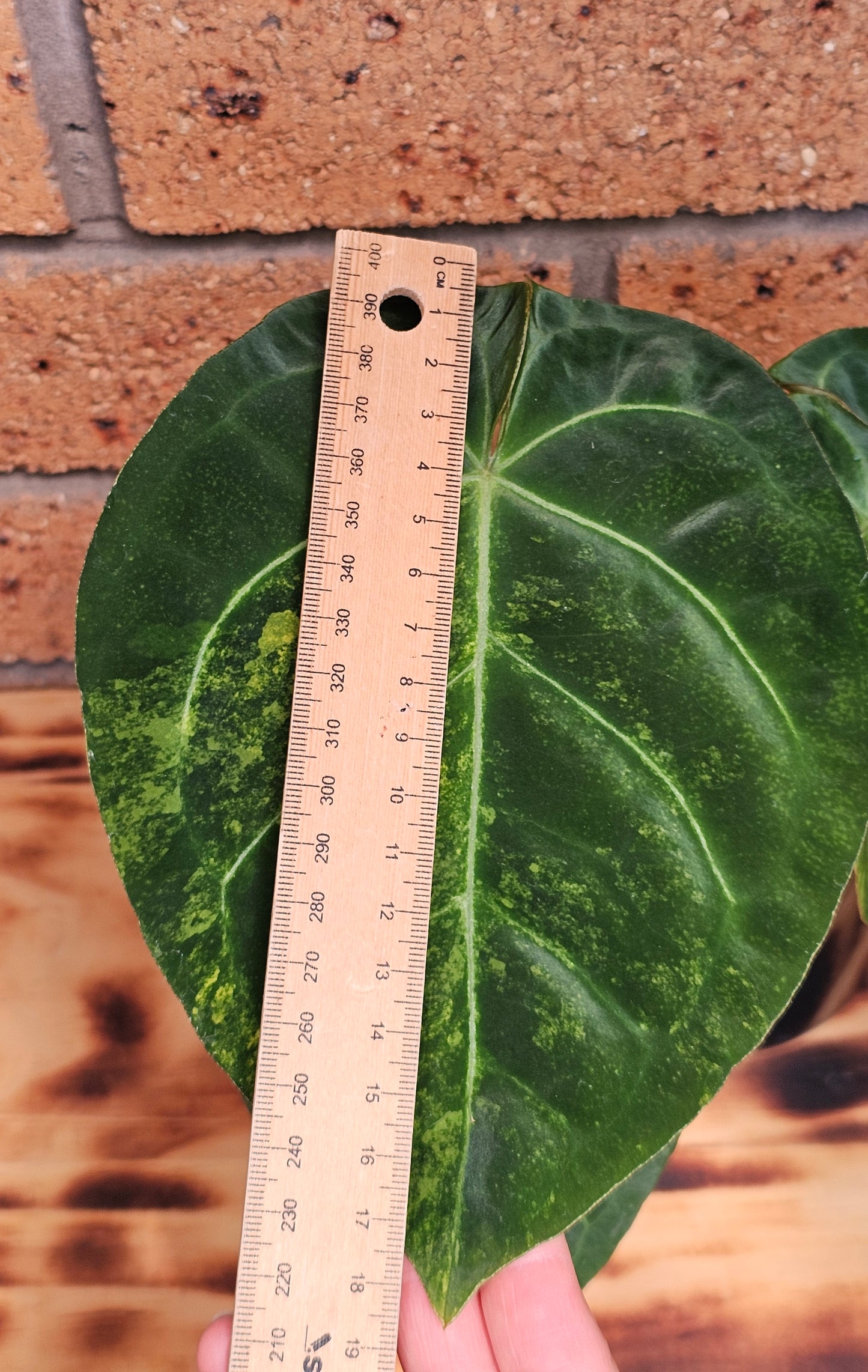 💫💥Variegated Anthurium forgetii x💥💫