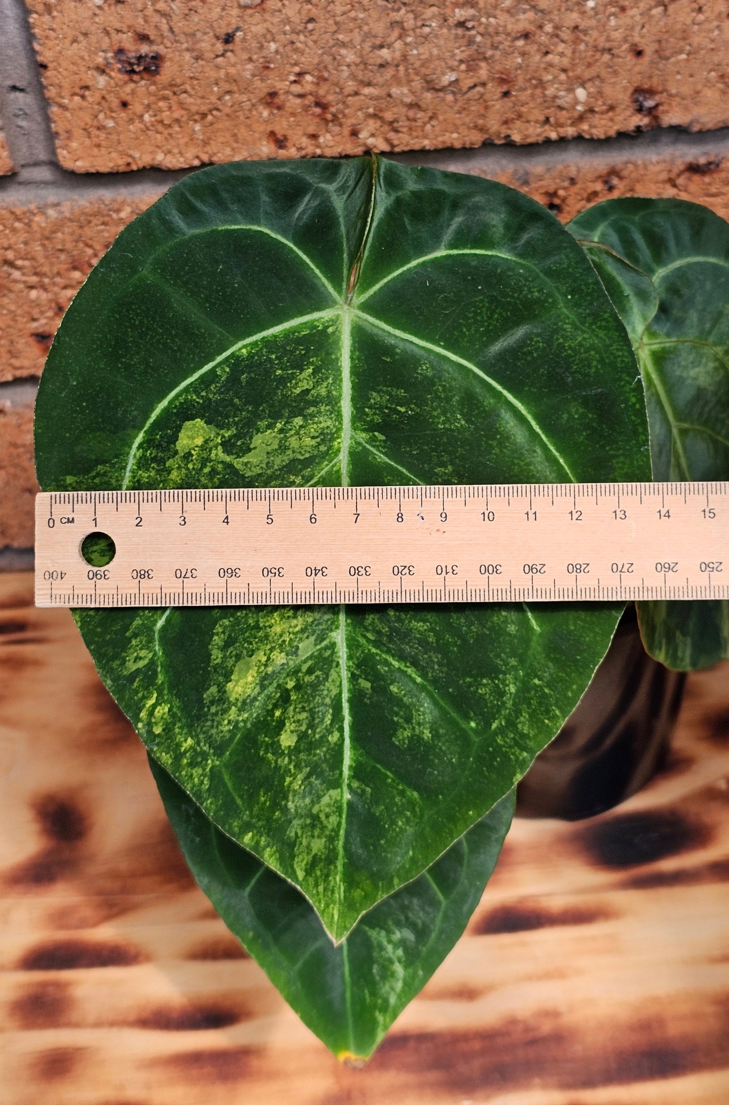 💫💥Variegated Anthurium forgetii x💥💫