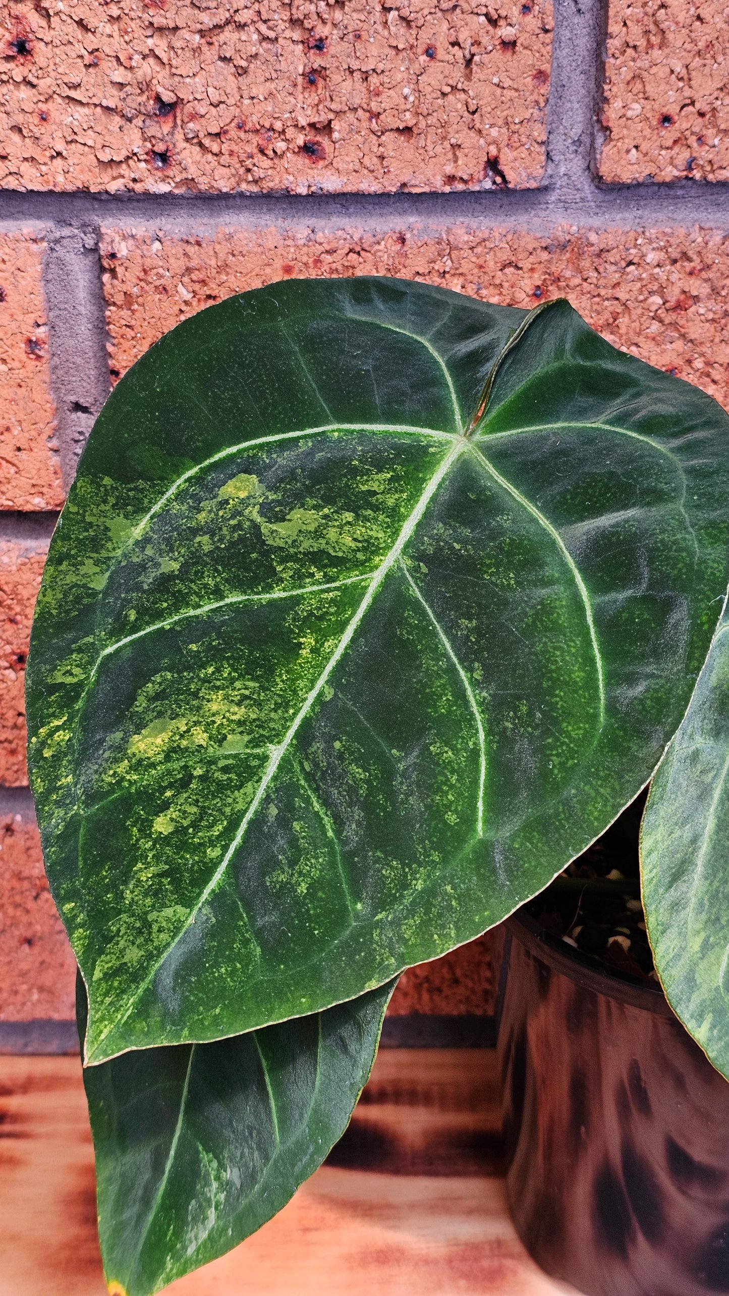 💫💥Variegated Anthurium forgetii x💥💫