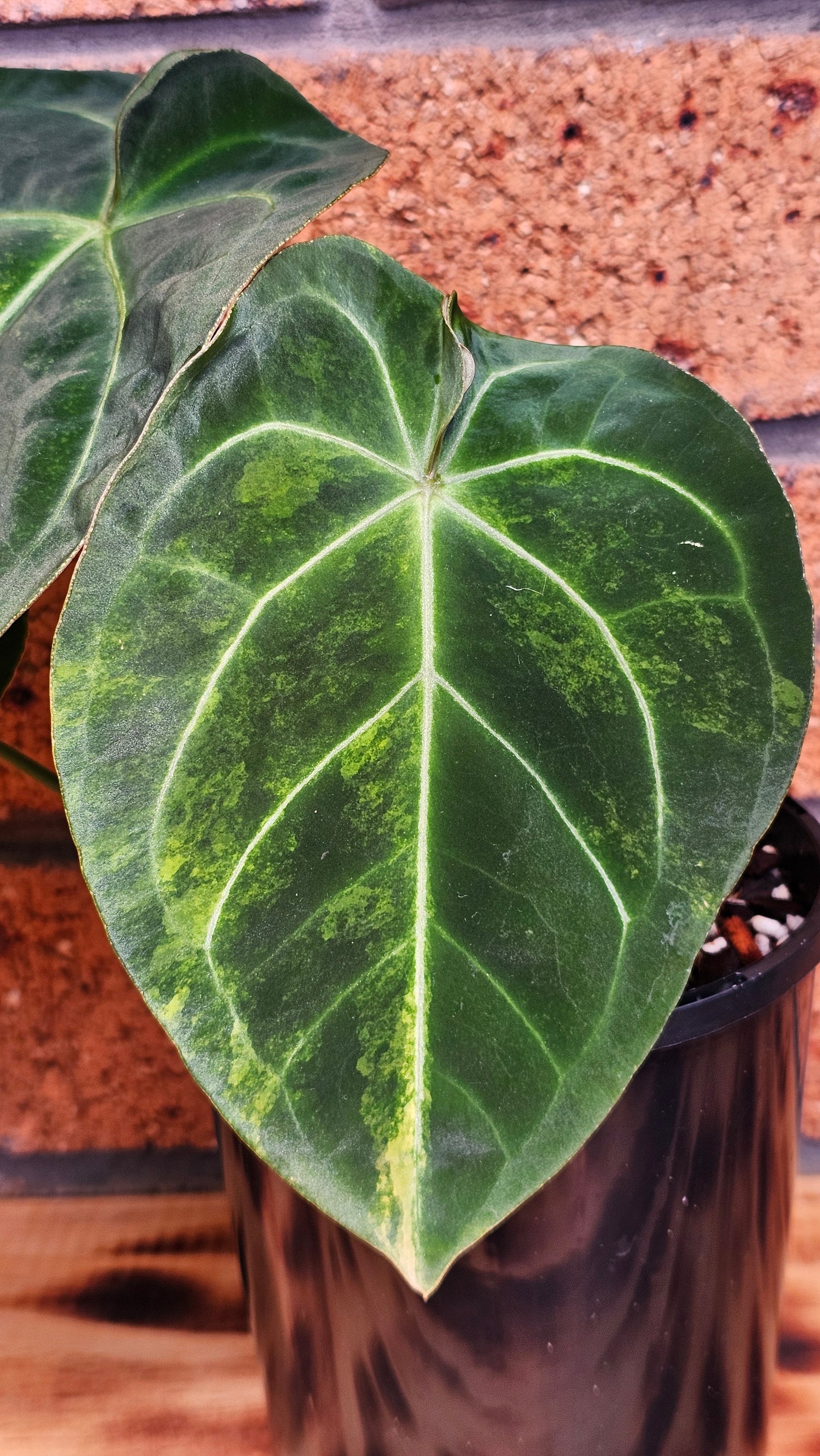 💫💥Variegated Anthurium forgetii x💥💫