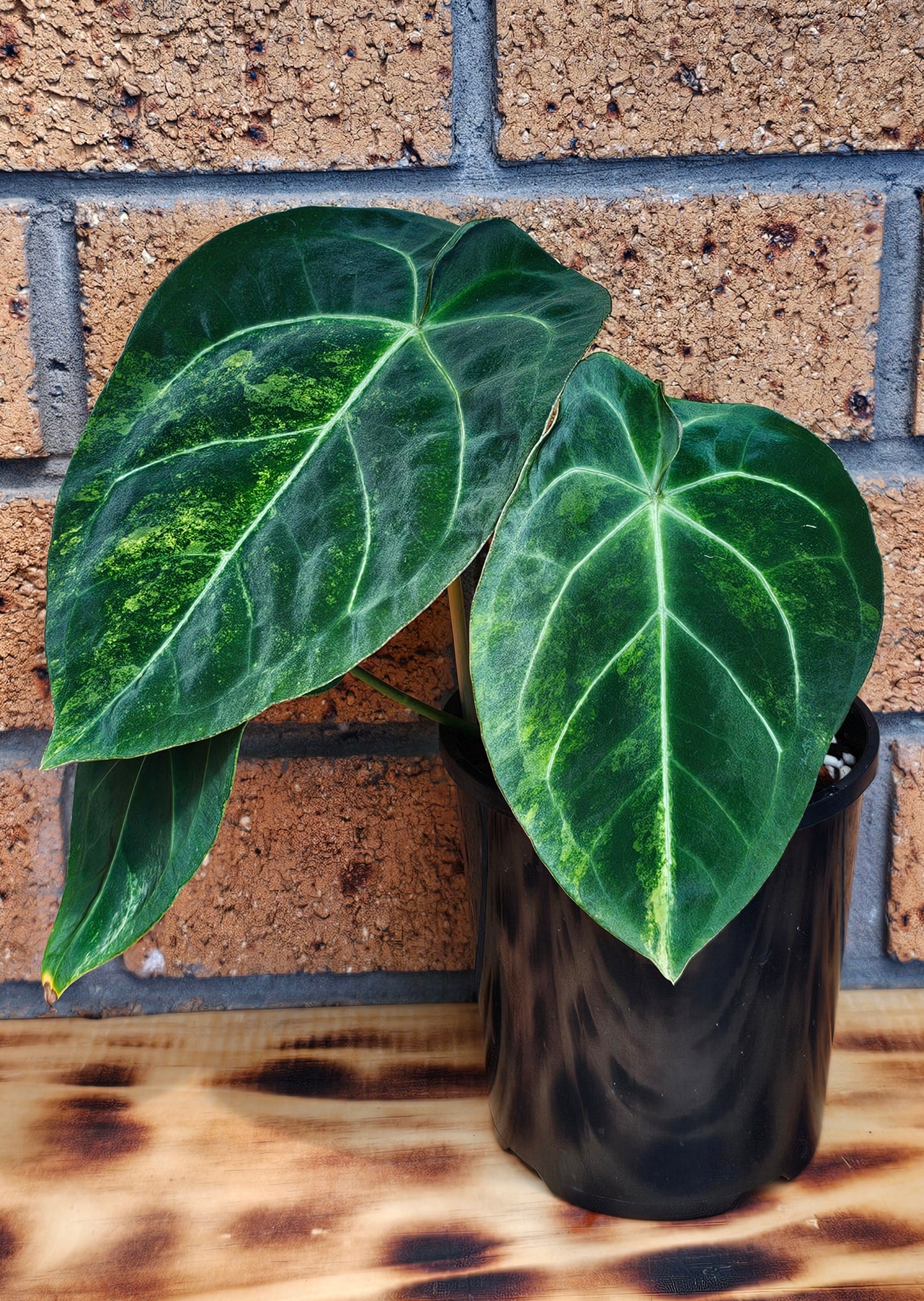 💫💥Variegated Anthurium forgetii x💥💫