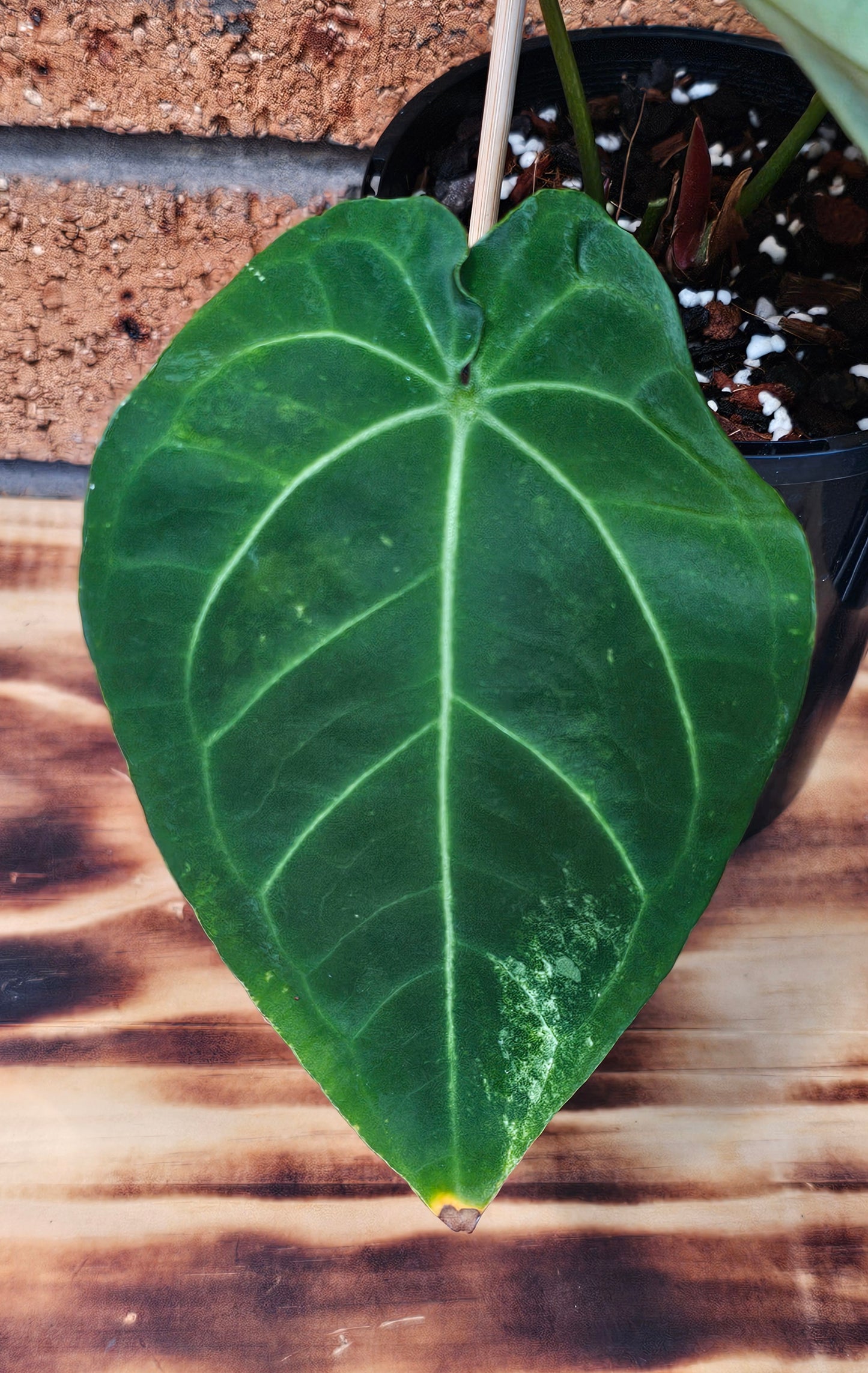 💫💥Variegated Anthurium forgetii x💥💫