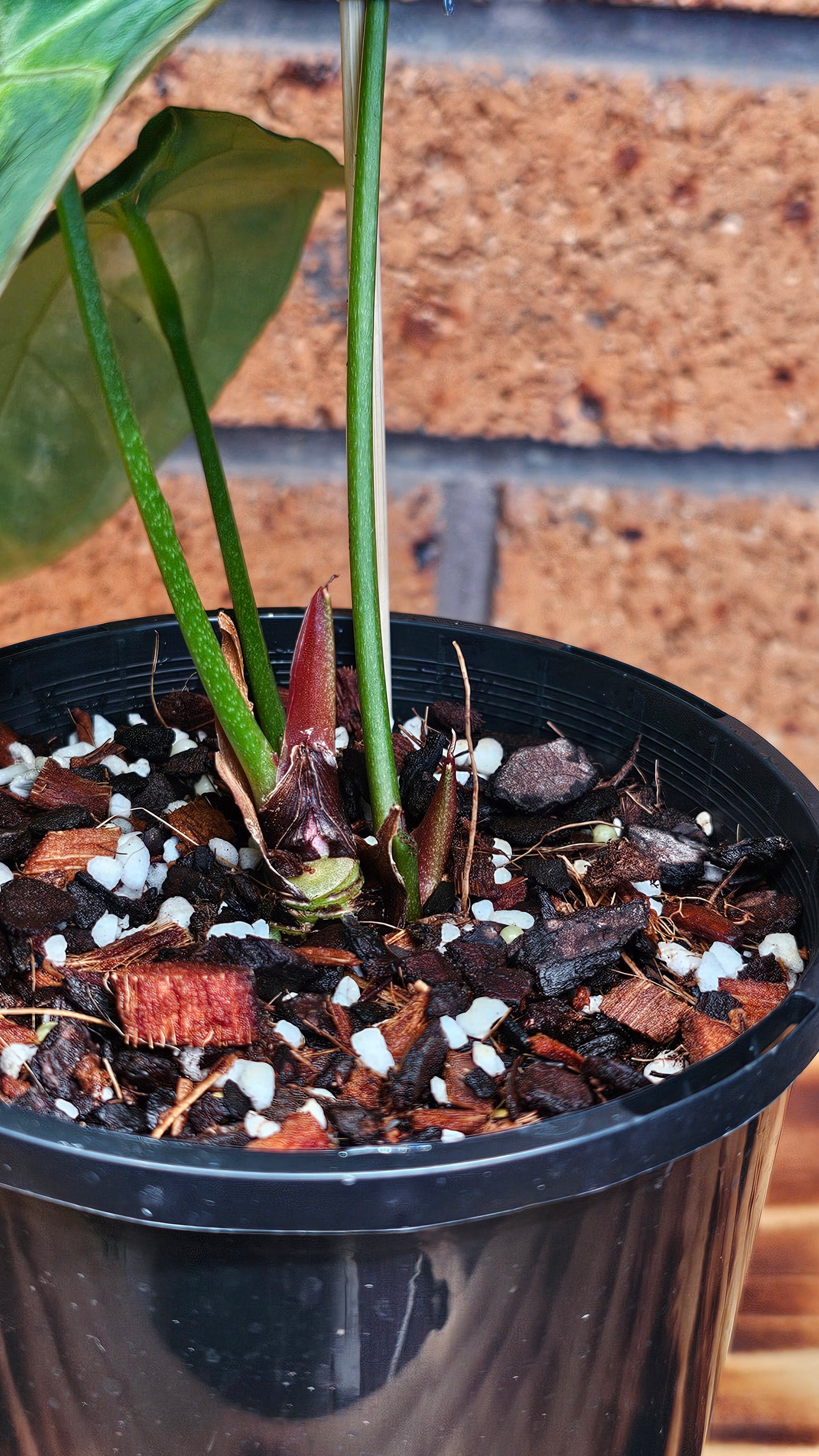 💫💥Variegated Anthurium forgetii x💥💫