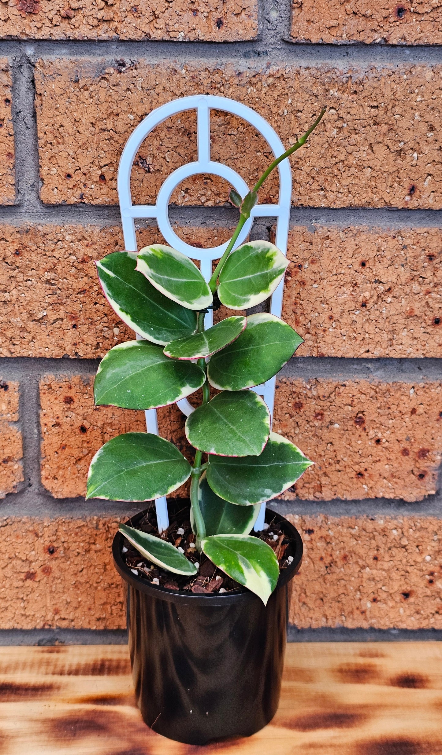 💥💫 Hoya Sp Para Albomarginata 💫💥#2