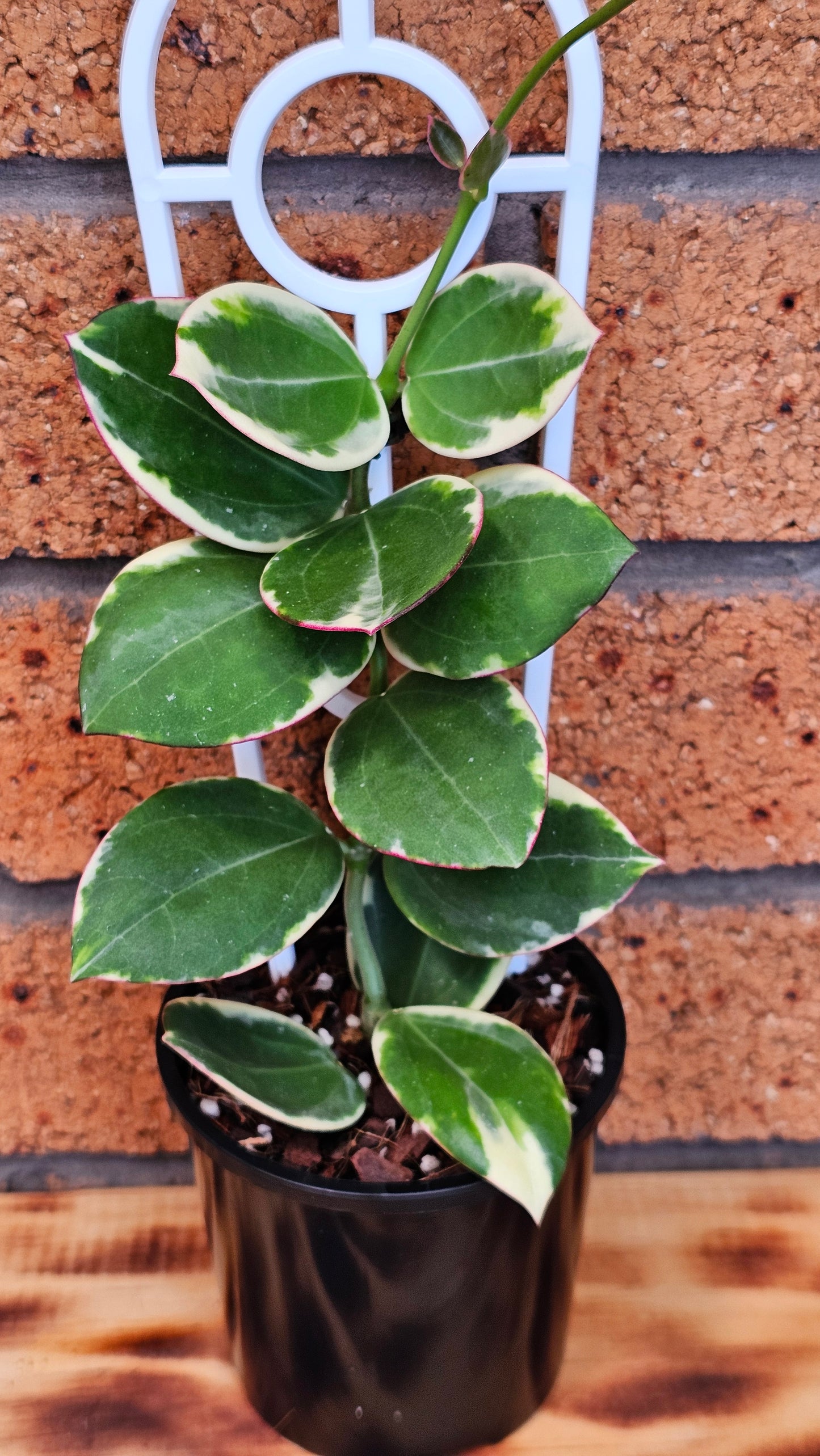 💥💫 Hoya Sp Para Albomarginata 💫💥#2