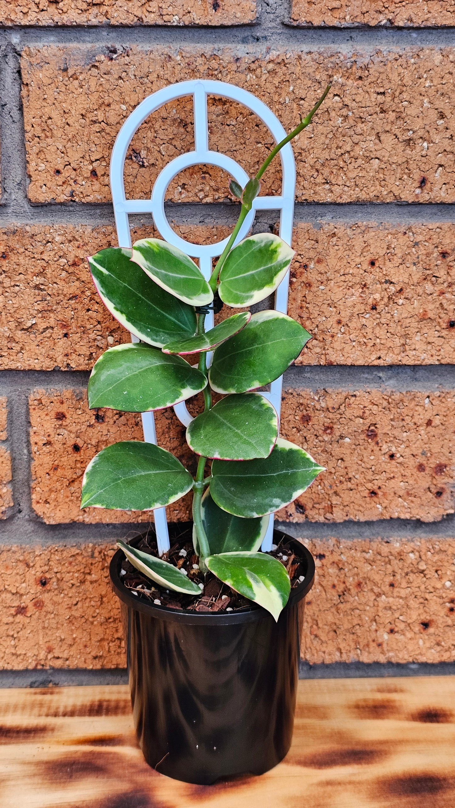 💥💫 Hoya Sp Para Albomarginata 💫💥#2